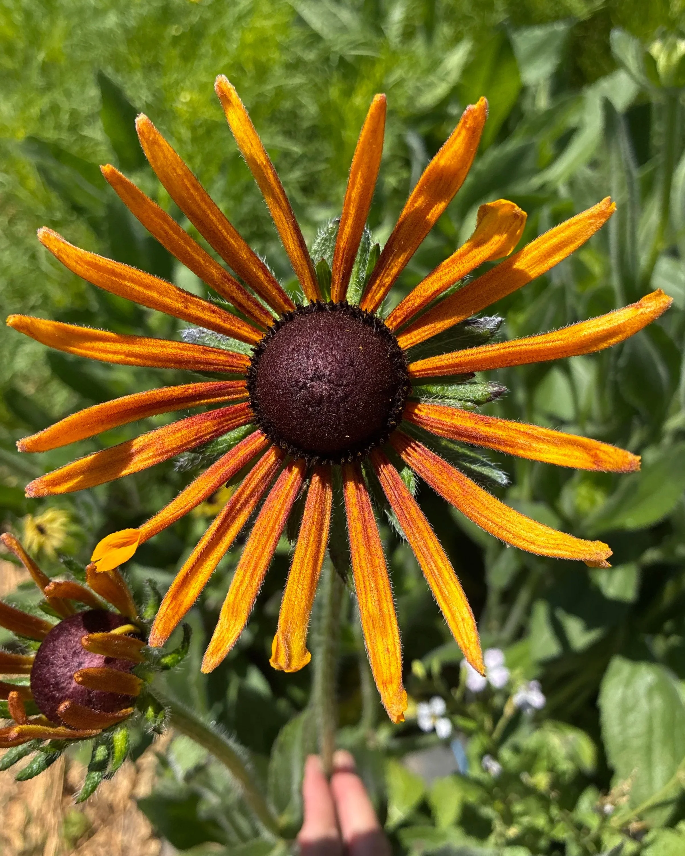 RUDBECKIA hirta Chim Chiminee