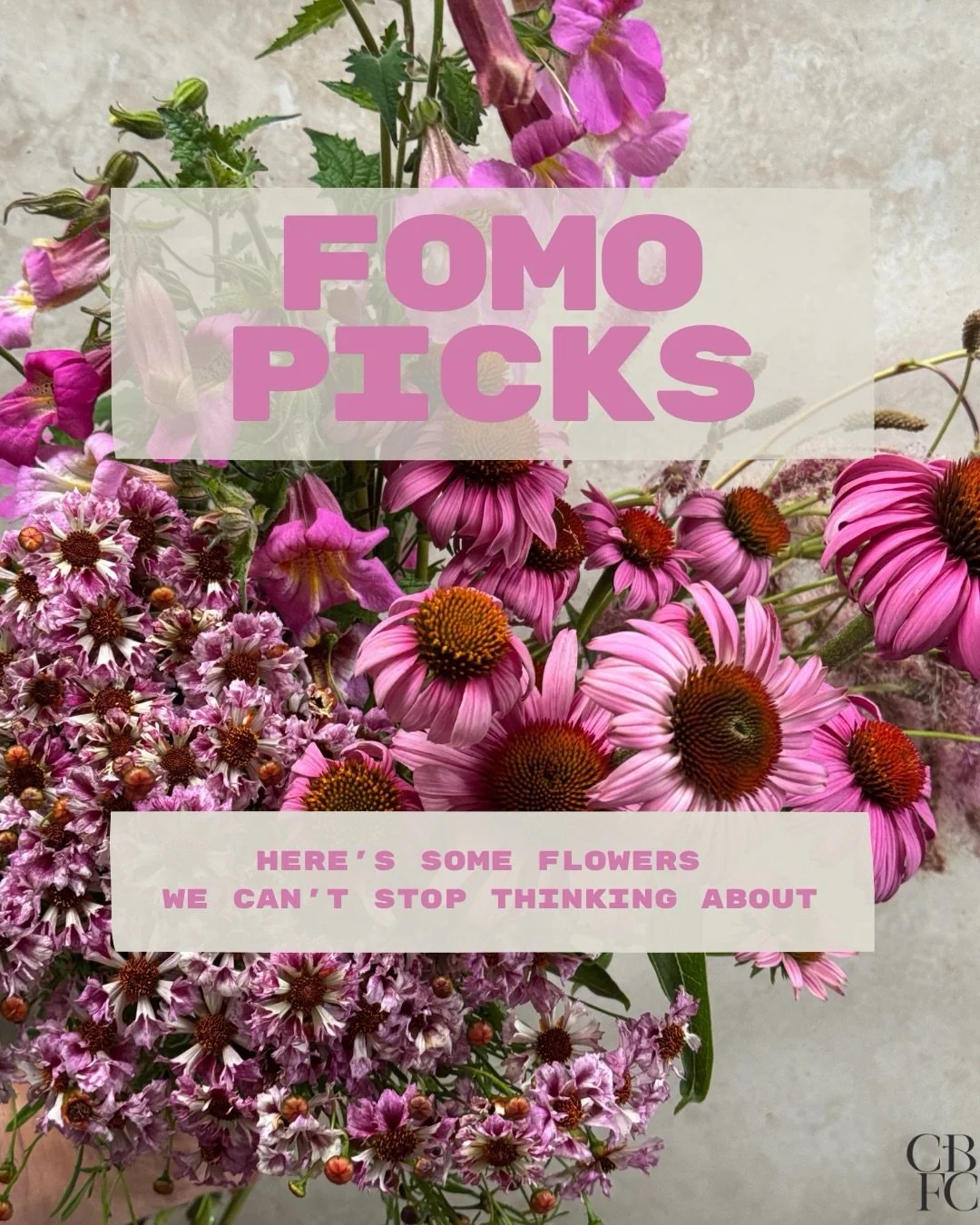 A few things we are currently obsessing over this week.

Cover:
COREOPSIS x Sea Shells Mix @starsightfarm 
ECHINACEA Magnus Superior @alcott_botanicals 
REHMANNIA elata @borrowedgarden