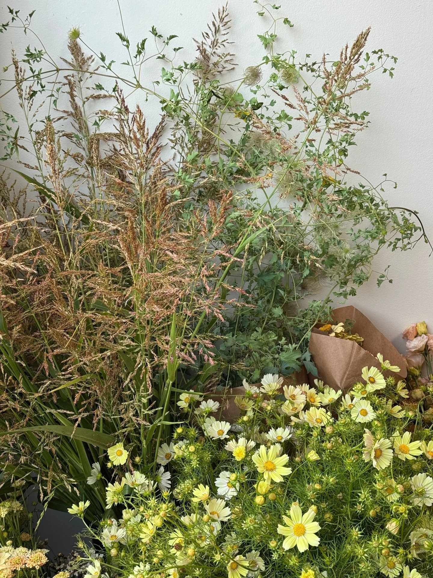 We are entering grasses and vines season, and we are very here for it. 

CLEMATIS tangutica - @borrowedgarden 
SORGHUM halepense - @alcott_botanicals 
COSMOS bipinnatus Kiiro - @starsightfarm