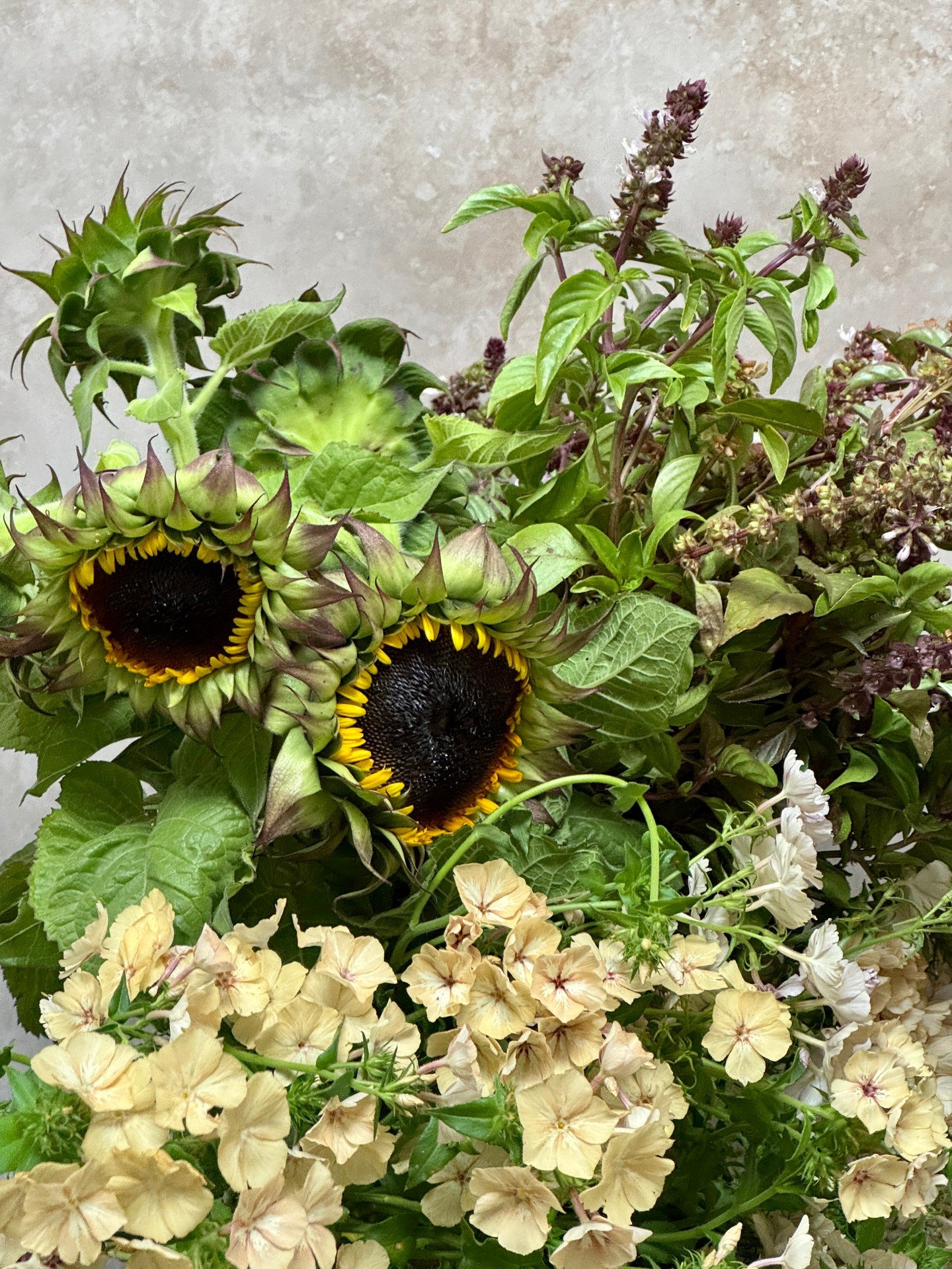 Our summer favorites this week are rich verdant greens, tinges of plum and grape with buttercream yellow:

HELIANTHUS Sunflower SunFill Purple - @pucksgarden 
OCIMUM basilicum Basil Cinamonette - @deweyfarmsflowers 
PHLOX drummondii Creme Brulee - @s