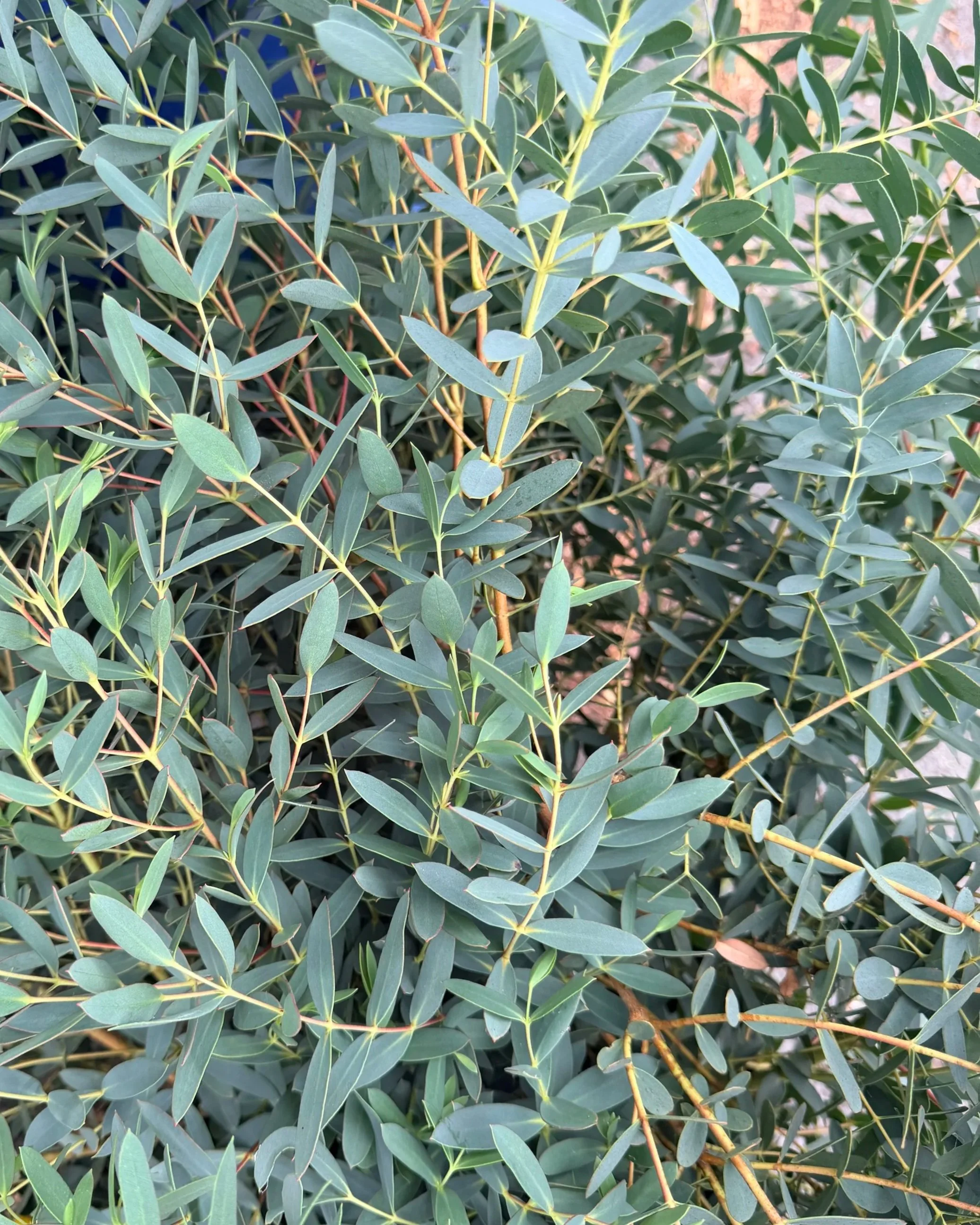 EUCALYPTUS parvula