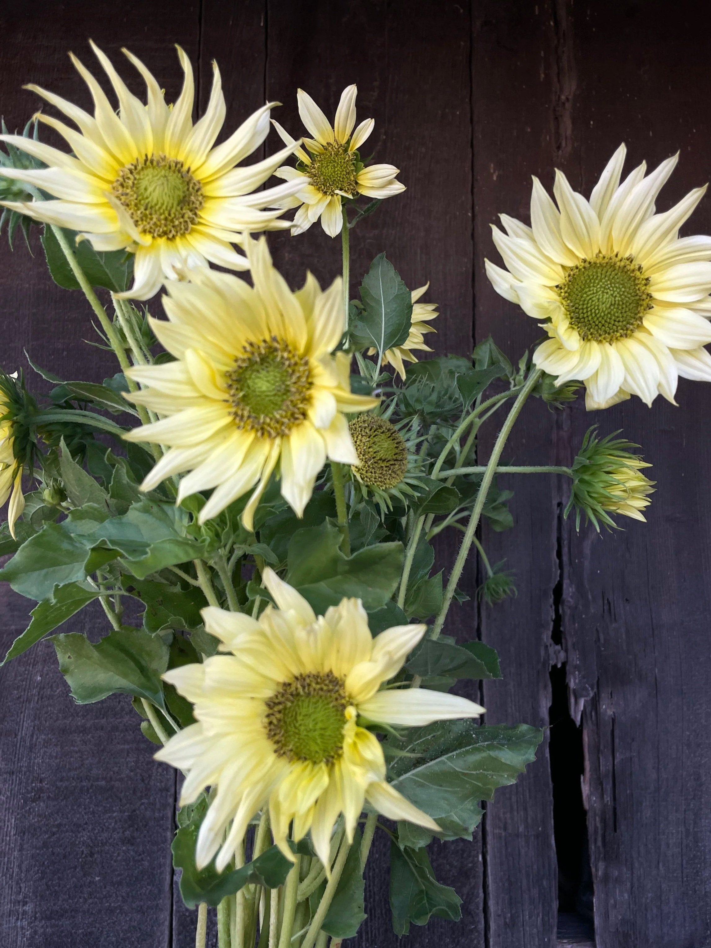 HELIANTHUS annuus Starburst Greenburst