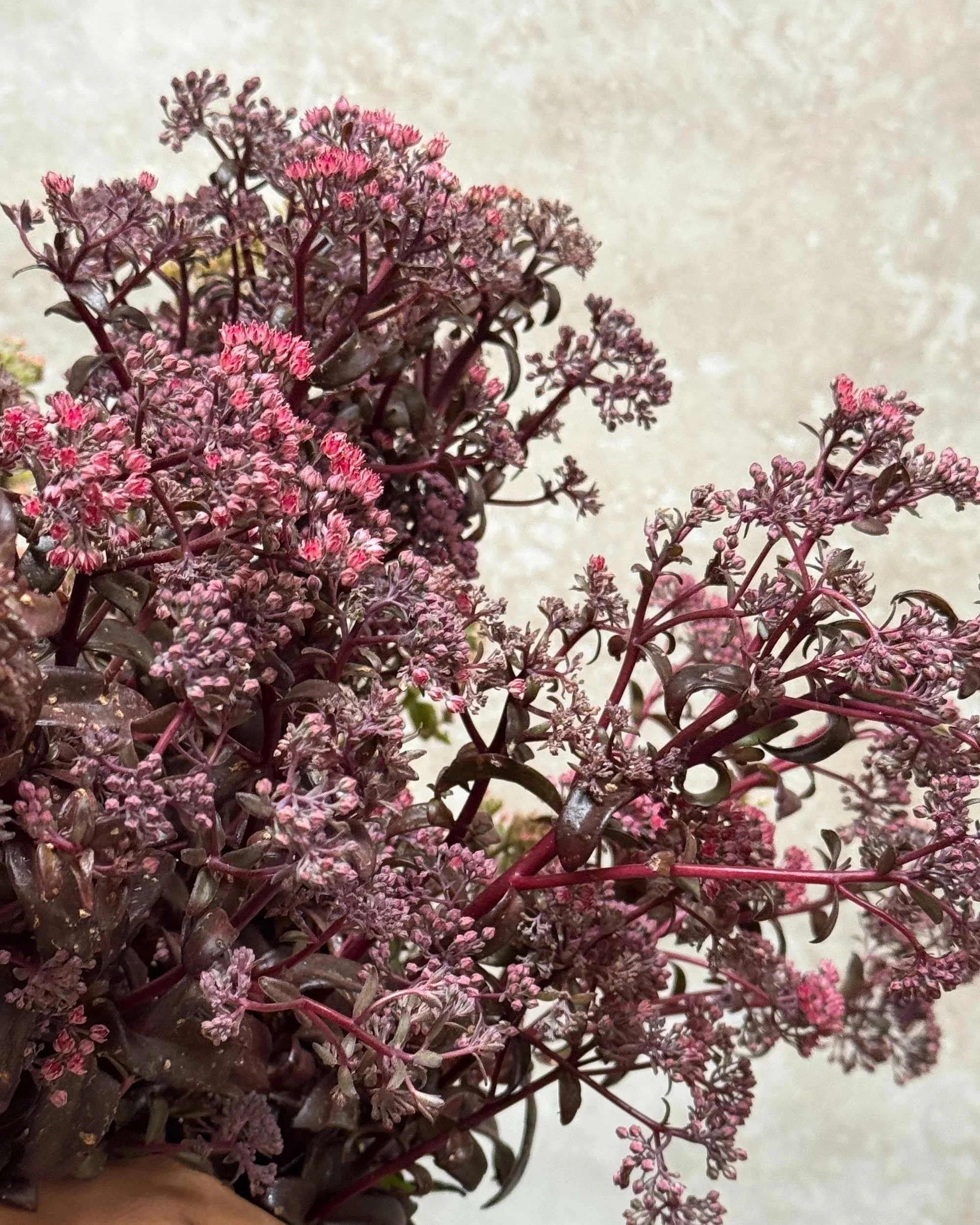 HYLOTELEPHIUM x Cherry Truffle