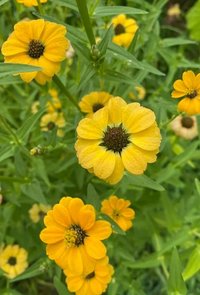 ZINNIA peruviana Peruvian Yellow