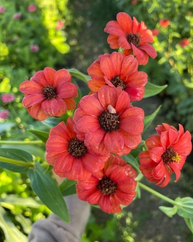 ZINNIA peruviana Red