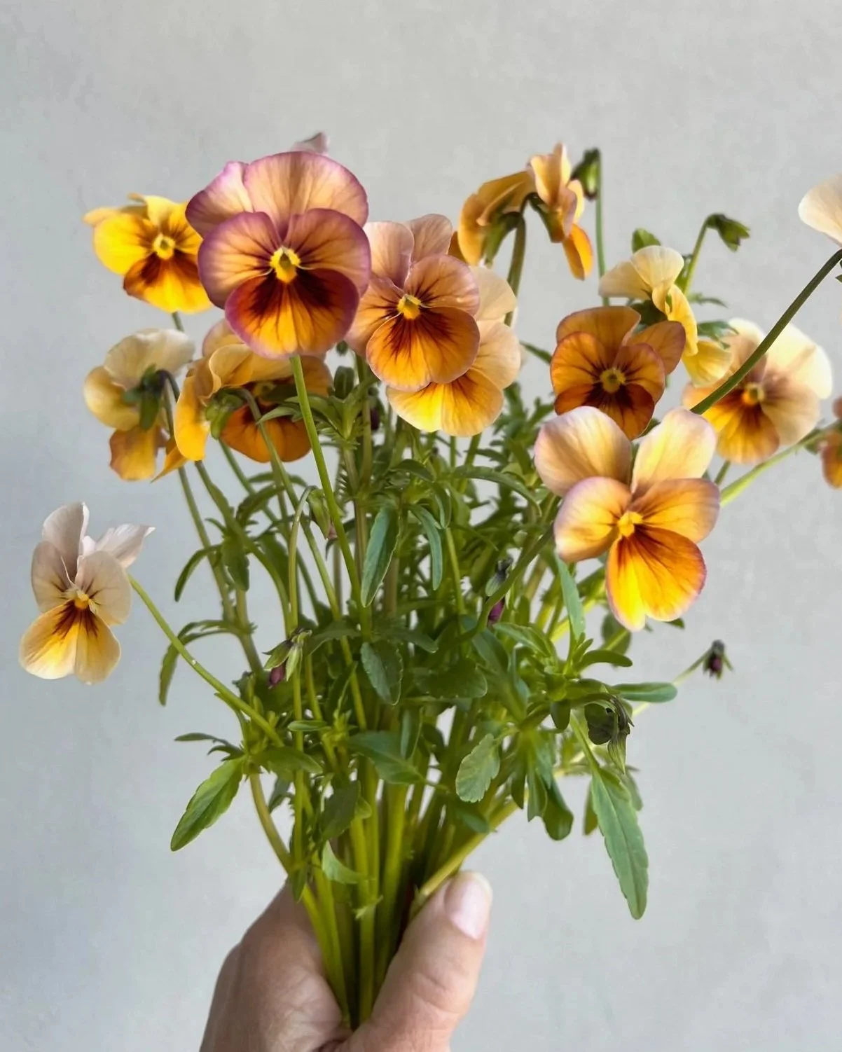 VIOLA x wittrockiana Nature Antique Shades
