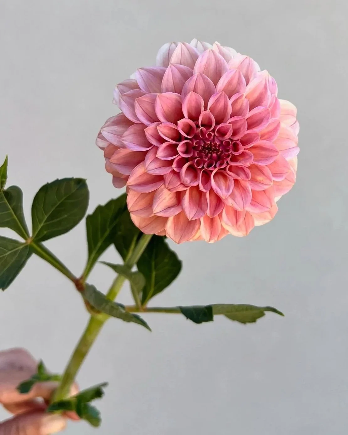 DAHLIA Rock Run Ashley