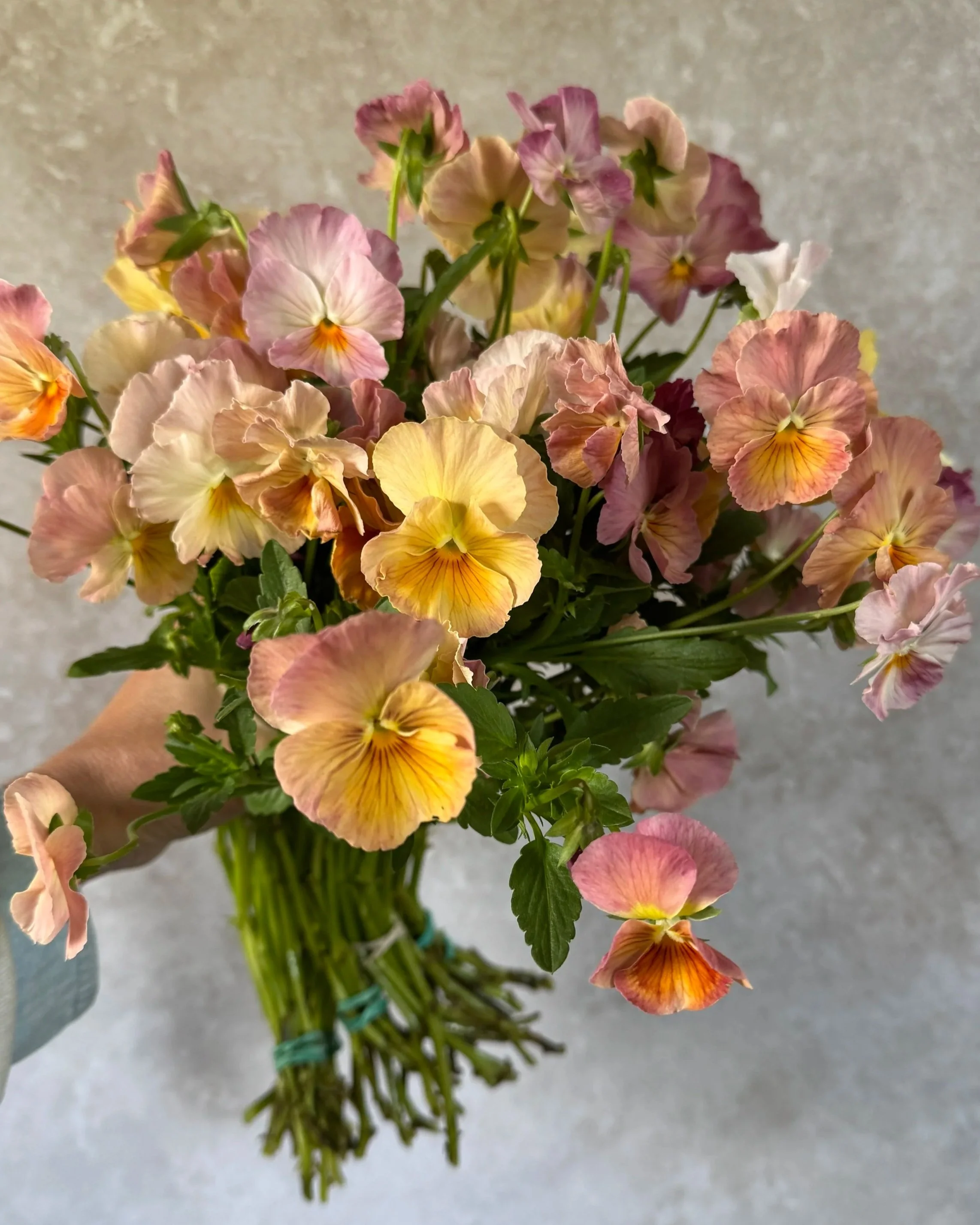 VIOLA x wittrockiana Imperial Antique Shades