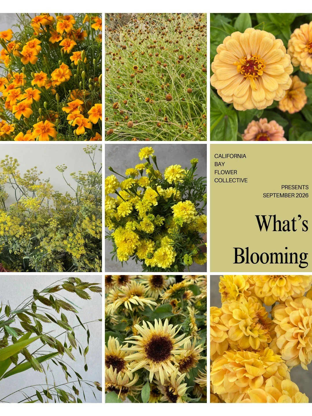 Our September What's Blooming is here!