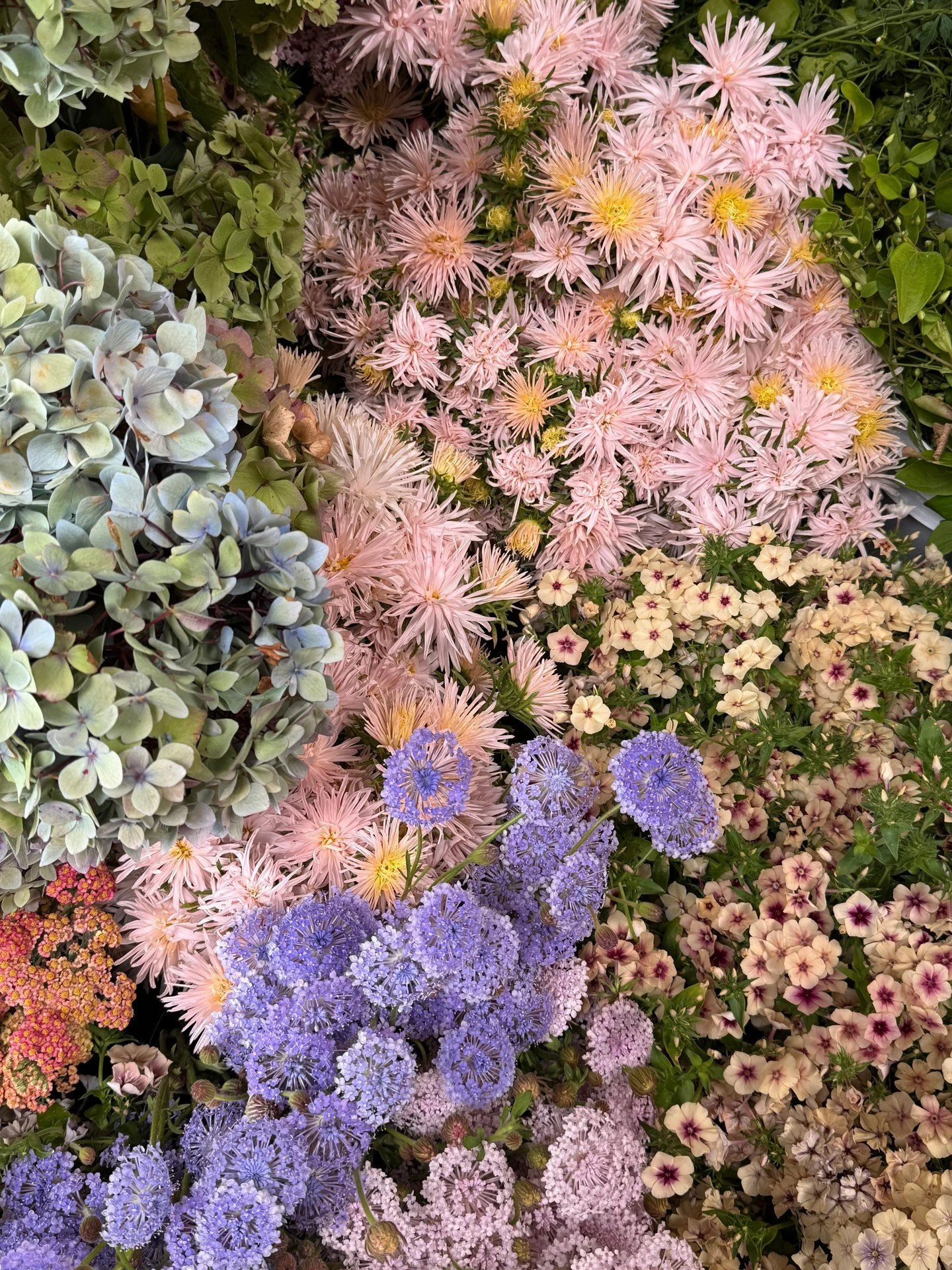 A little slice of beauty for @flowers_by_karis 

HYDRANGEA @pucksgarden 
CALLISTEPHUS chinensis Valkyrie Brunhilde Chamois @starsightfarm 
ACHILLEA x Firefly Peach @pucksgarden 
PHLOX drummondii Cherry Caramel @starsightfarm 
TRACHYMENE coerulea Lacy