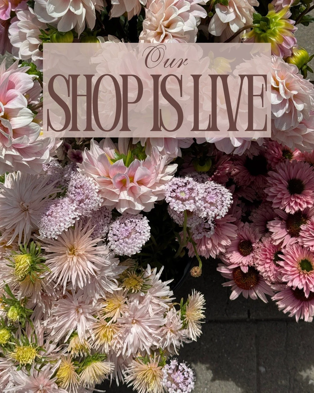 Our shop is live!
