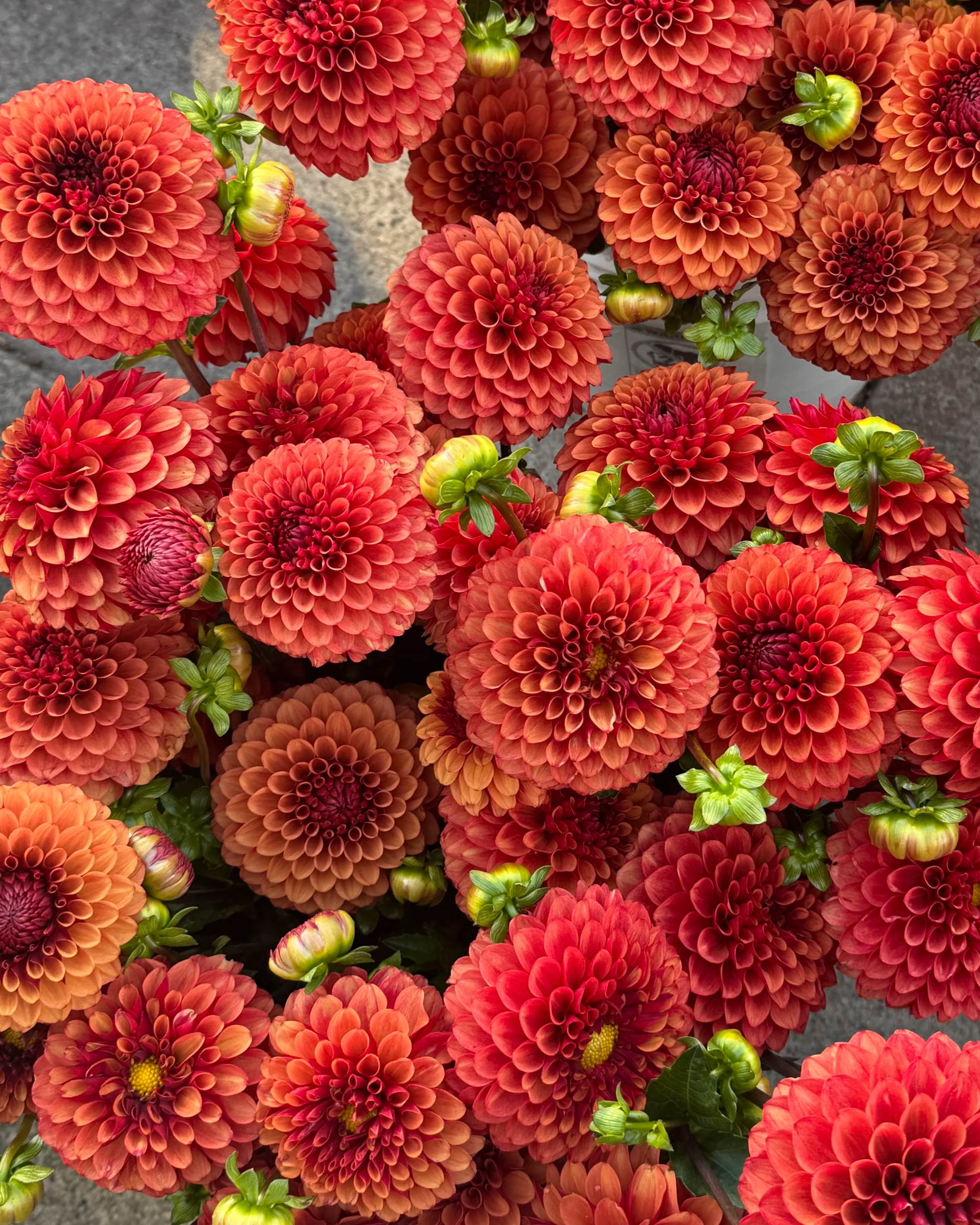 DAHLIA Brown Sugar