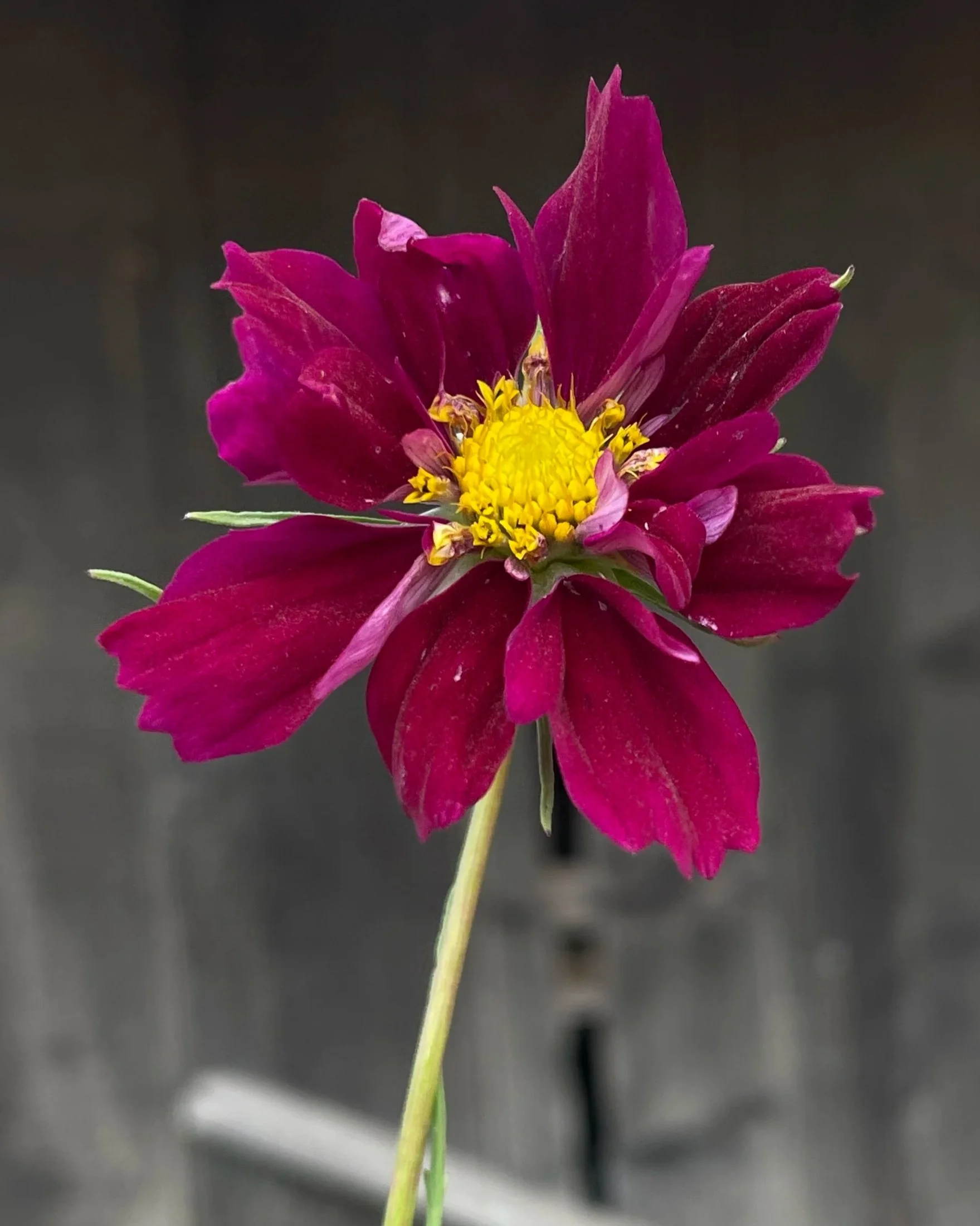 COSMOS bipinnatus Double Click Cranberry