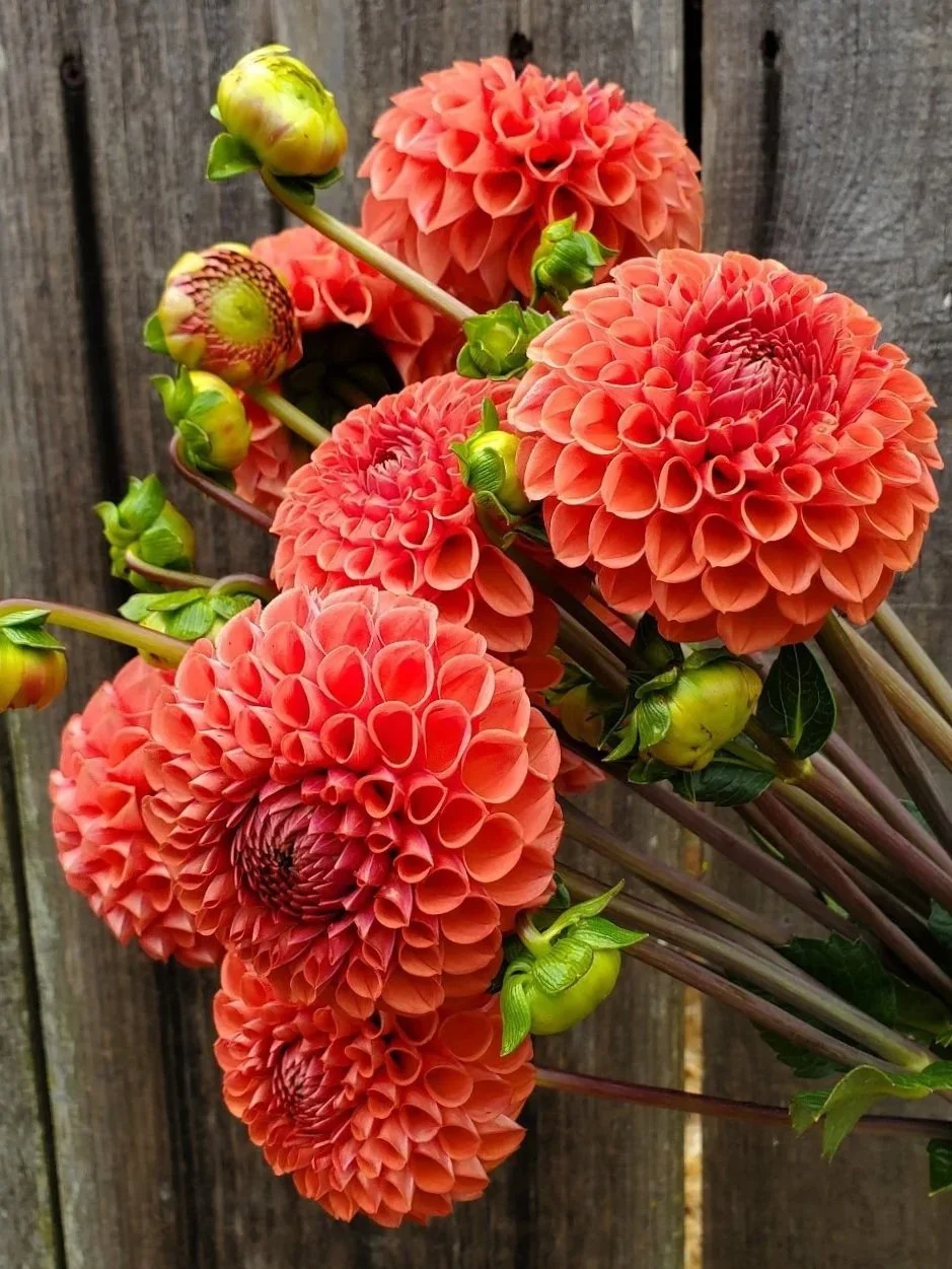 DAHLIA Cornel Bronze