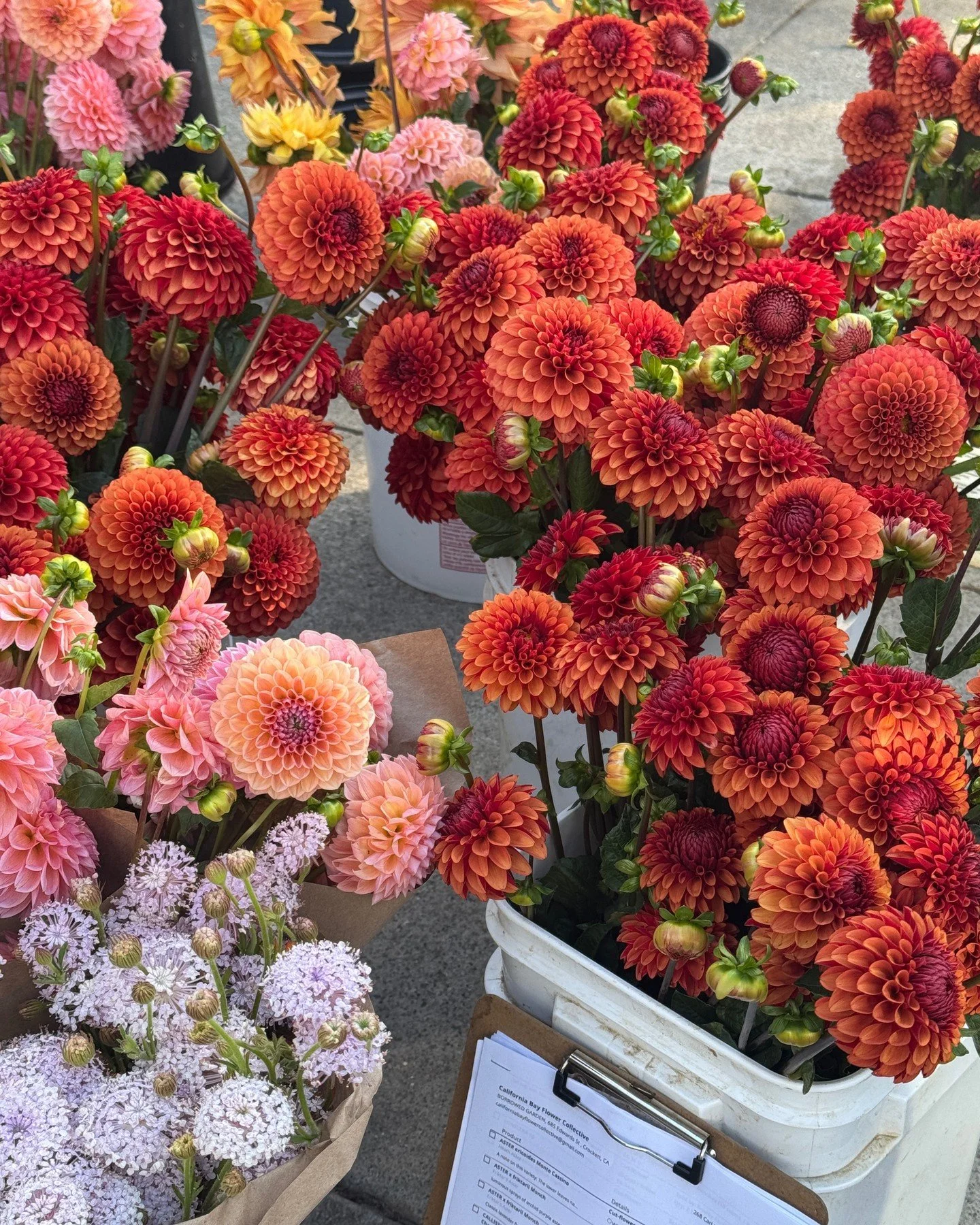 We have had so many beautiful Dahlias come in for your orders for fall <3

DAHLIA Brown Sugar
DAHLIA Linda's Baby
DAHLIA Hamari Gold
and a wee glimpse of DIDISCUS Lacy Pink 
all grown by @starsightfarm