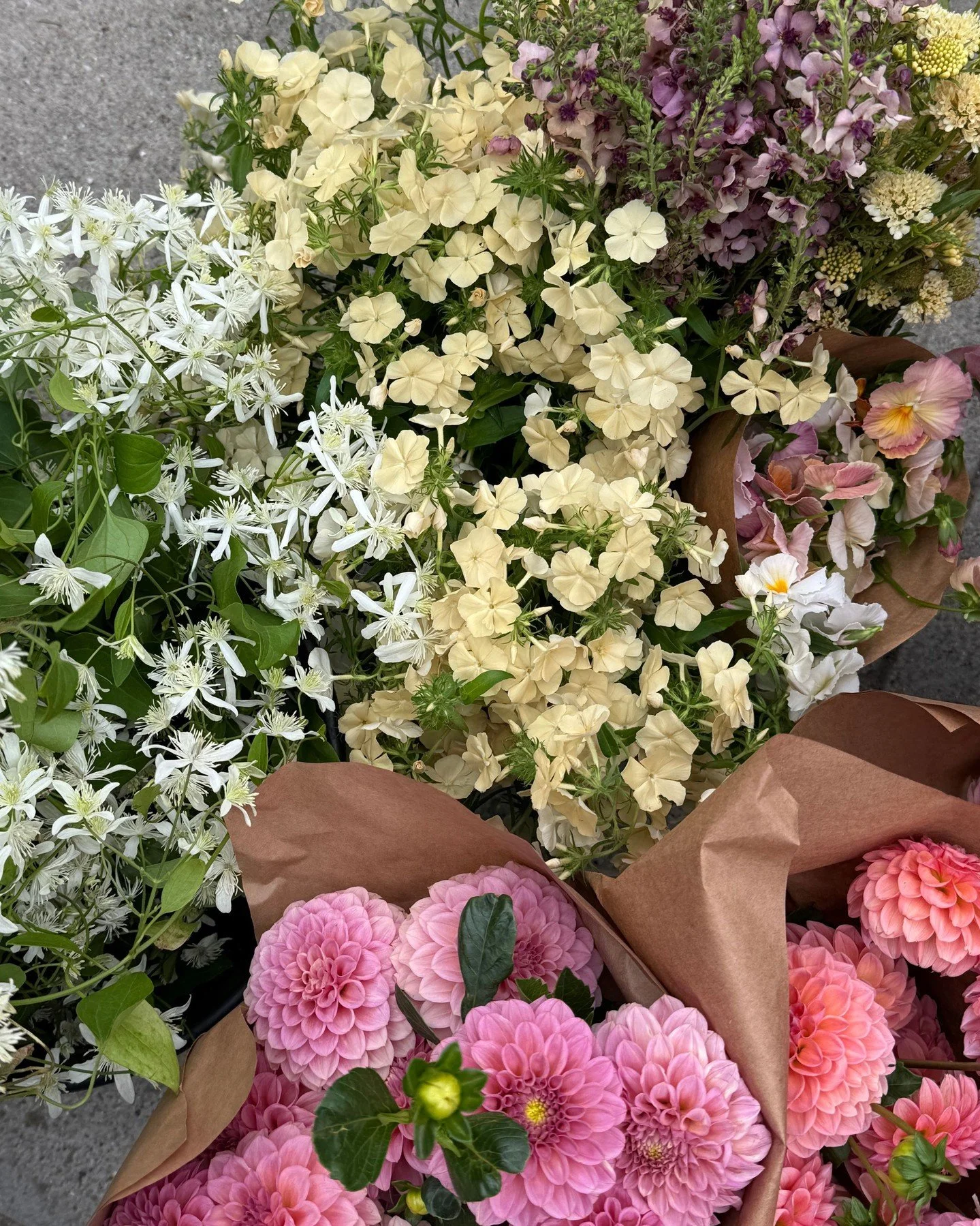 Our palette crush this week is pretty pastels with creams and sparkling whites:

CLEMATIS terniflora - @vofloraldesign 
PHLOX drummondii Isabellina - @starsightfarm 
VERBASCUM x Southern Charm - @deweyfarmsflowers 
SCABIOSA atropurpurea Fata Morgana 