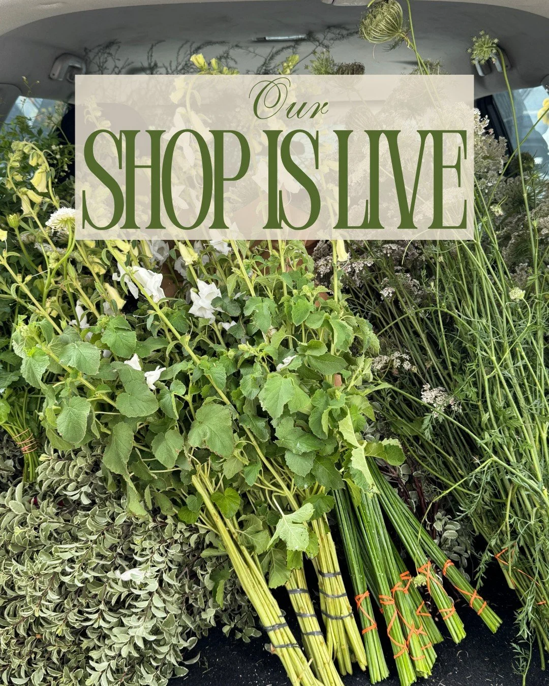 Our shop is live!