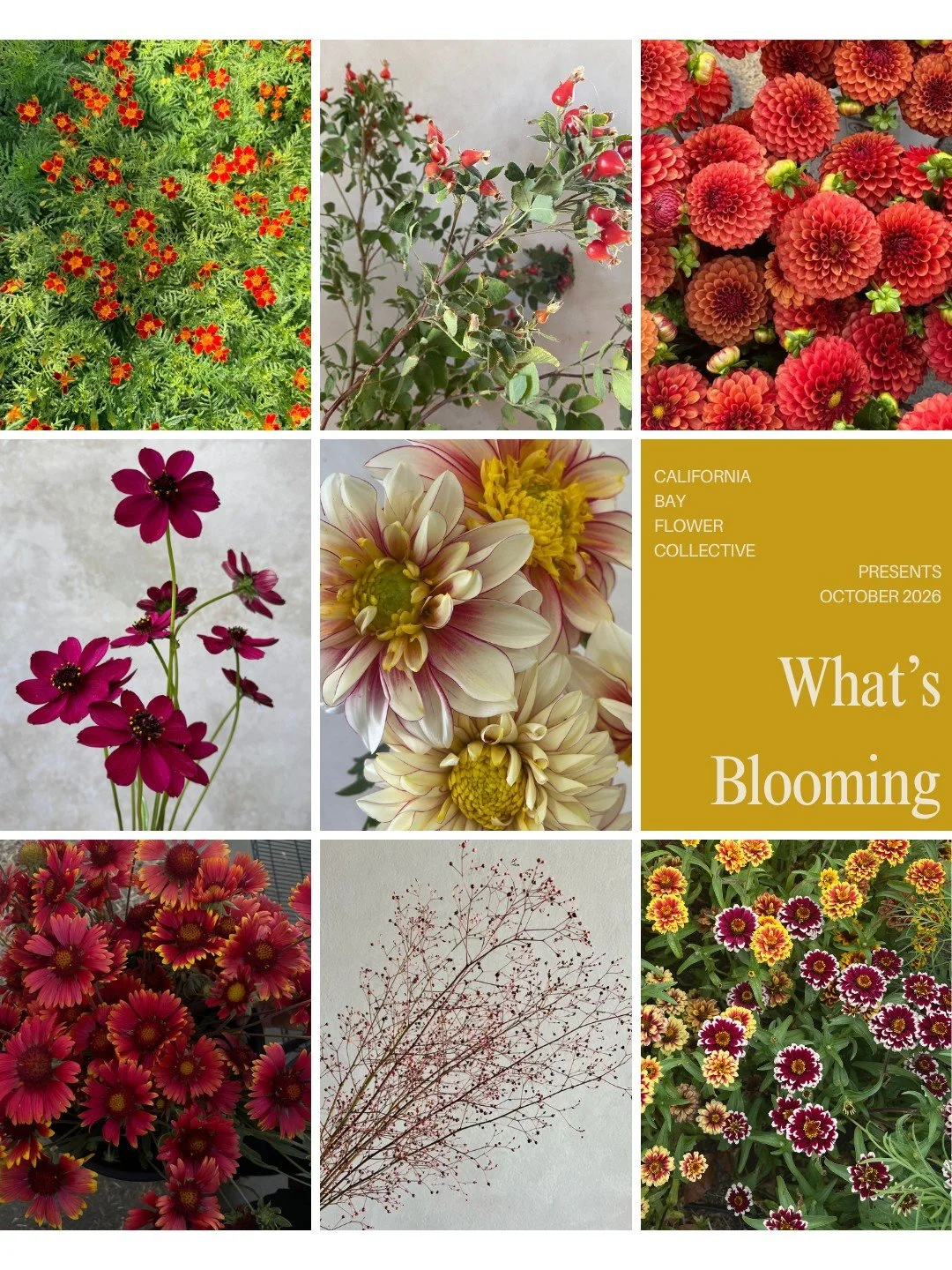 What's Blooming October 2026 is here. 

TAGATES Red Gem - @vofloraldesign 
ROSA Rose Hips - @alcott_botanicals 
DAHLIA Brown Sugar - @starsightfarm 
COSMOS Chocolate Cherry - @alcott_botanicals 
DAHLIA Polka - @pucksgarden 
GAILLARDIA aristata Burgun