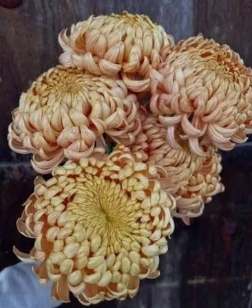 CHRYSANTHEMUM x Apricot Alexis