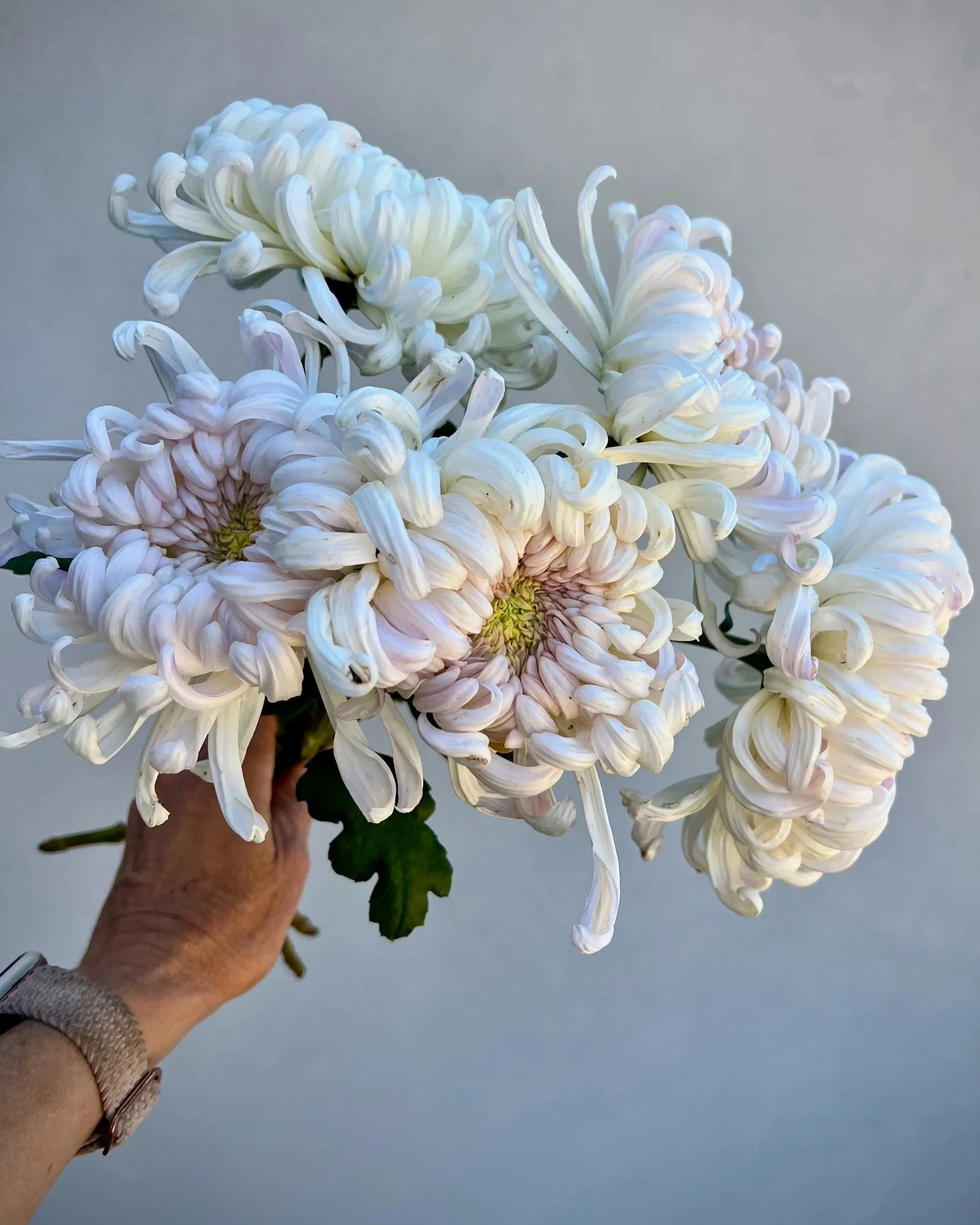 CHRYSANTHEMUM x Blushing Bride