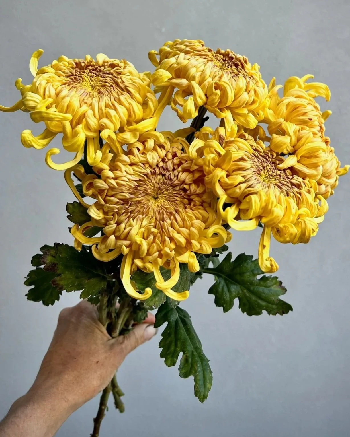 CHRYSANTHEMUM x Champagne Beauty