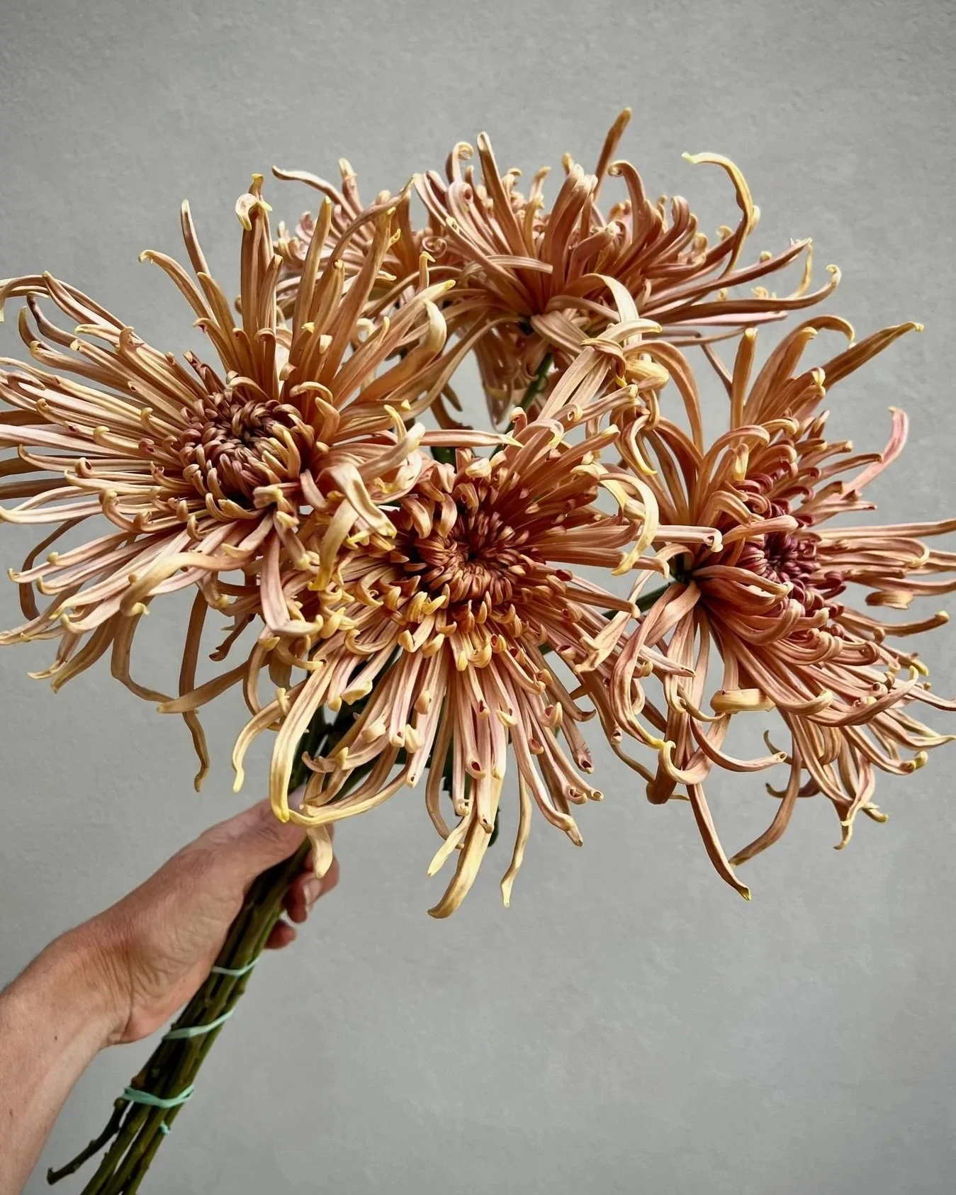 CHRYSANTHEMUM x Mocha