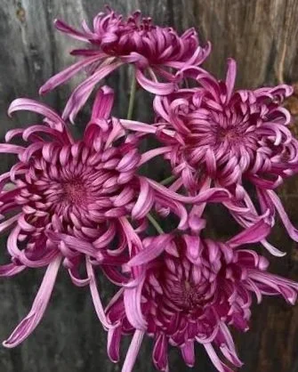 CHRYSANTHEMUM x Silk Brocade