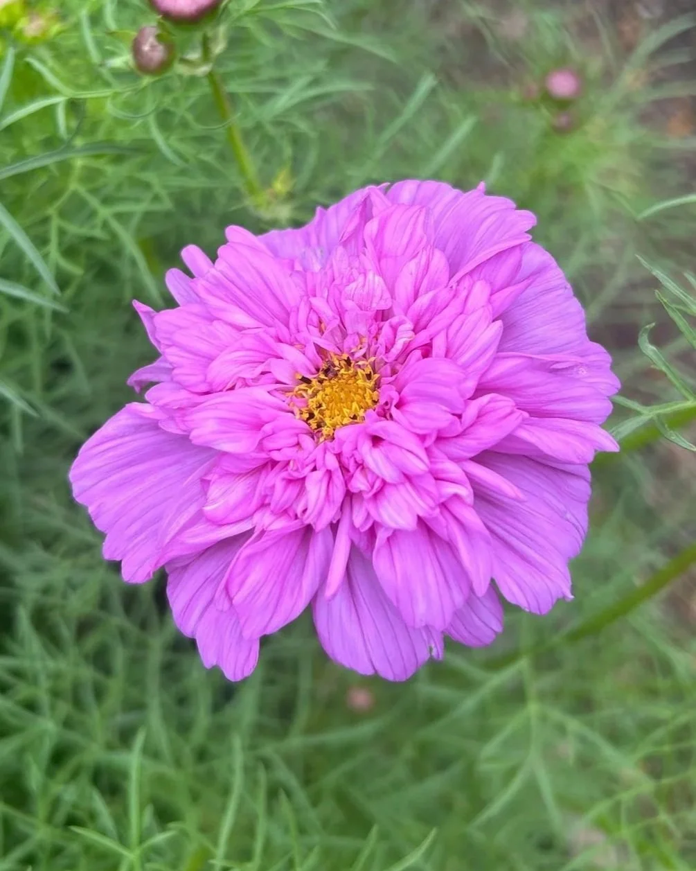 COSMOS bipinnatus Double Click Rose Bon Bon