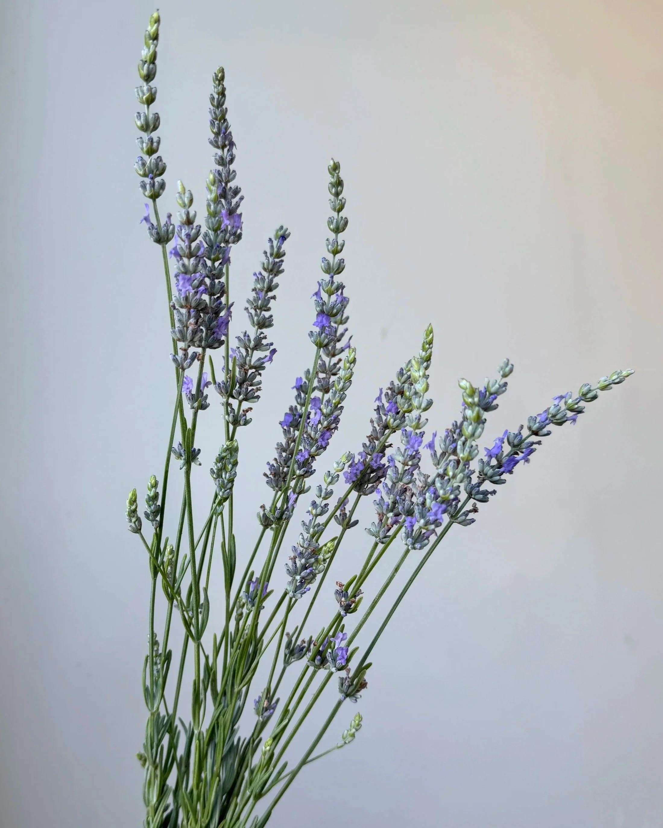 LAVANDULA