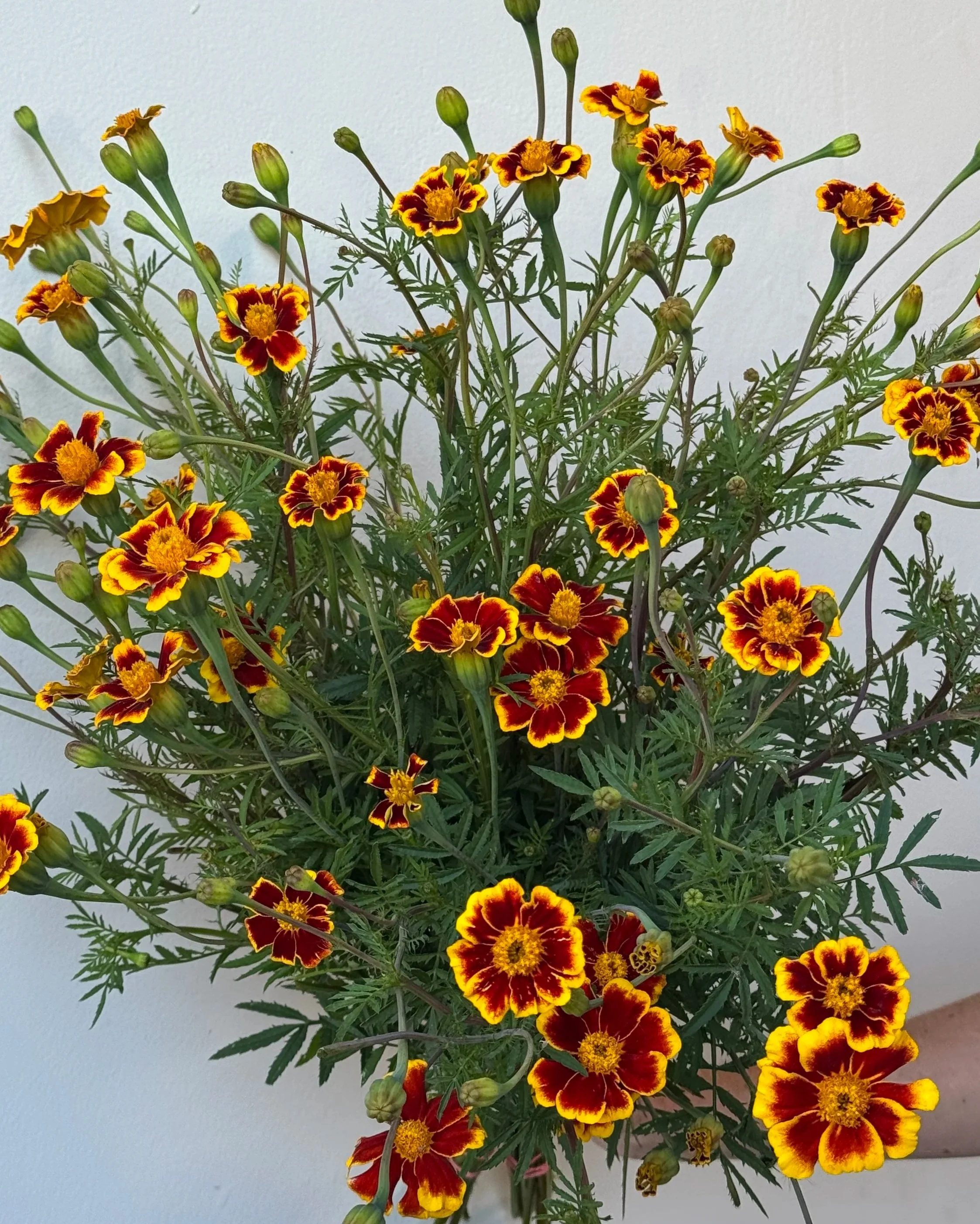 
TAGETES patula Frances's Choice