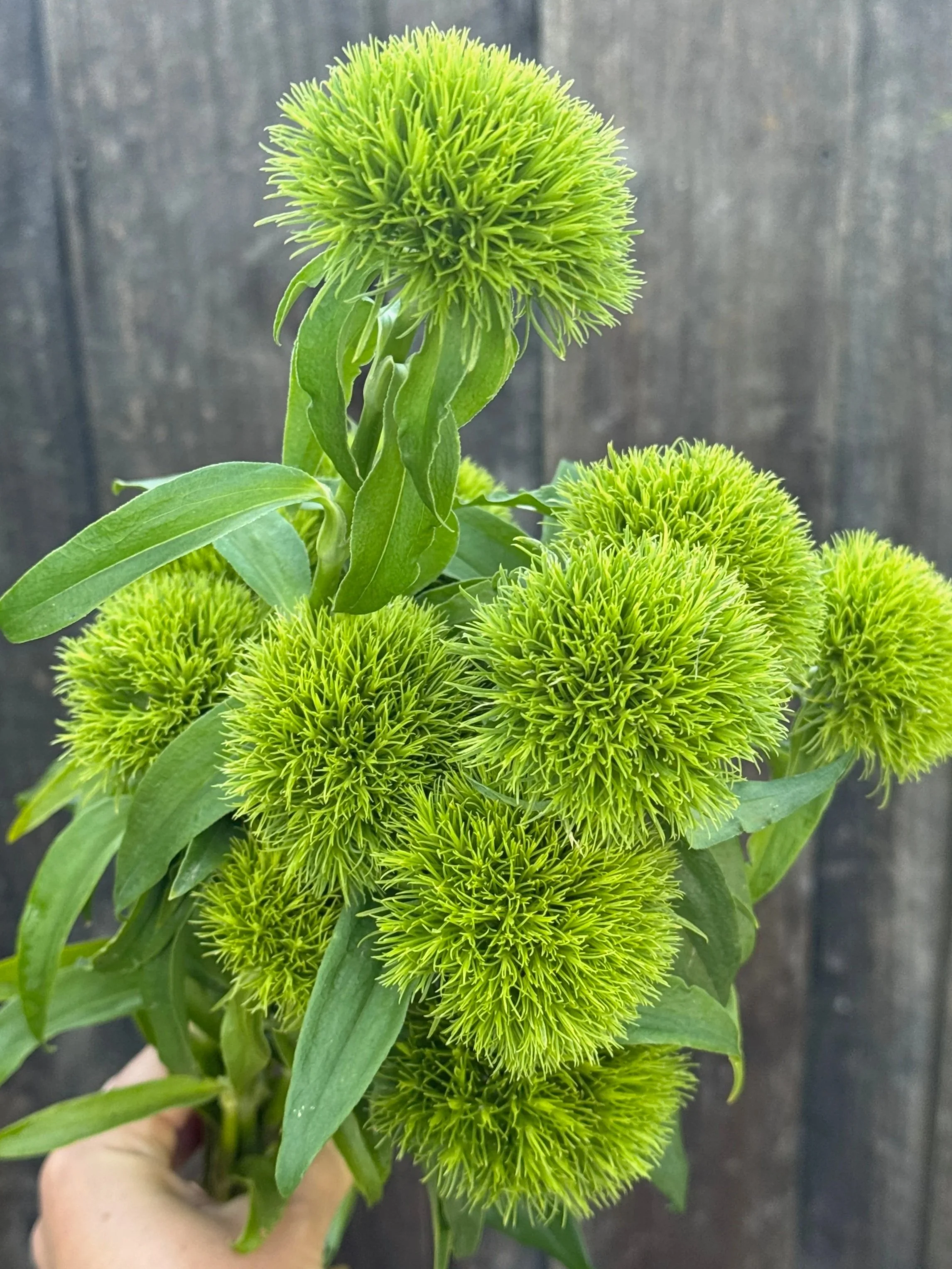 DIANTHUS barbatus Kiwi Mellow Cool