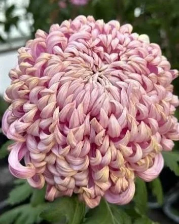 CHRYSANTHEMUM x China Belle