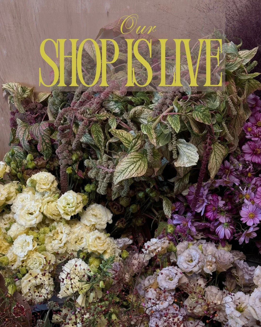 ***FALL SCHEDULE UPDATE***
We&rsquo;re moving into the home stretch of our season and will be doing WEDNESDAY DELIVERIES ONLY for the rest of Fall.
Wednesday pick ups in Berkeley and Thursday Farm pick ups remain the same!