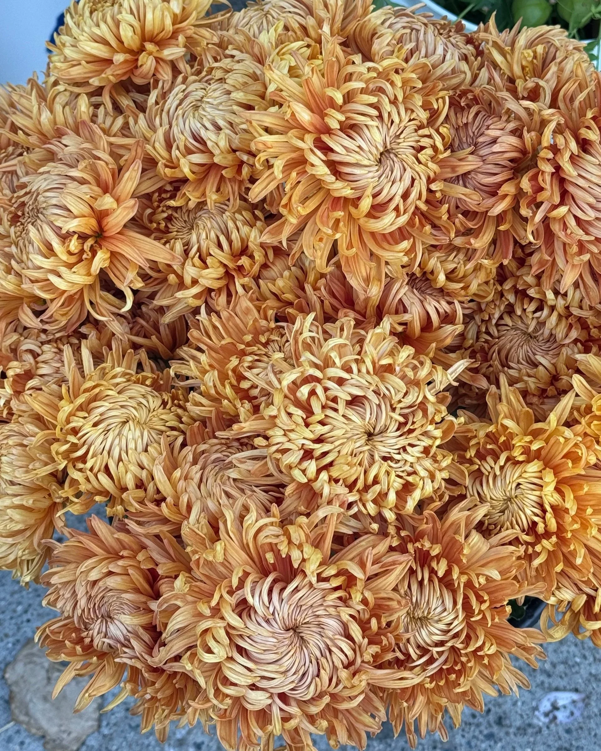 CHRYSANTHEMUM x Cheerleader (disbud)