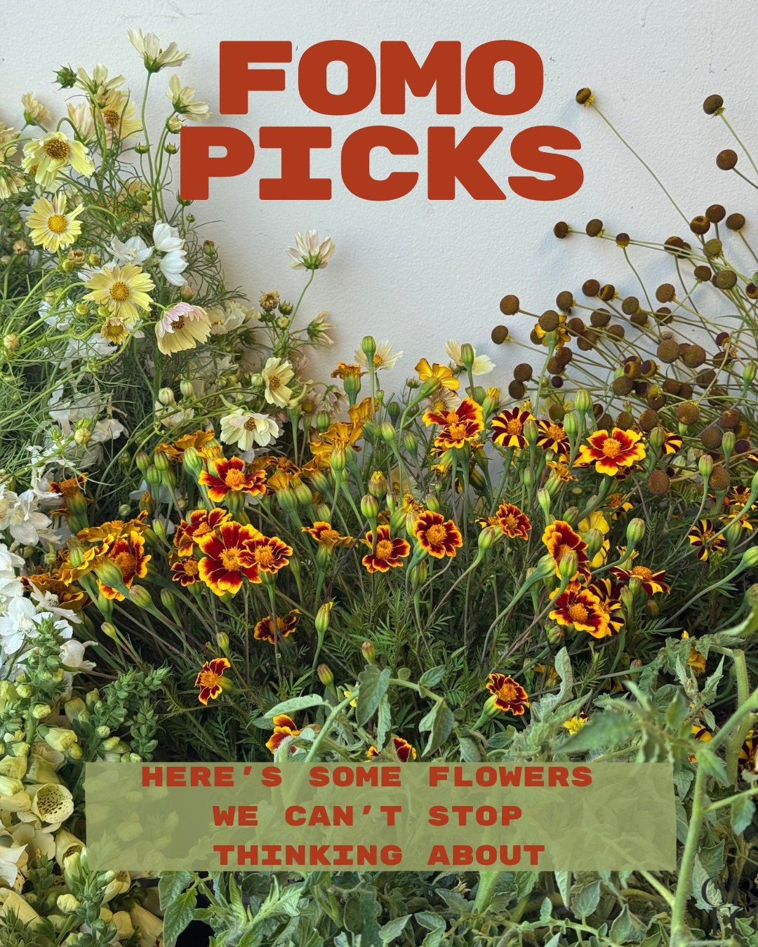 we know you missed it, FOMO picks is back!