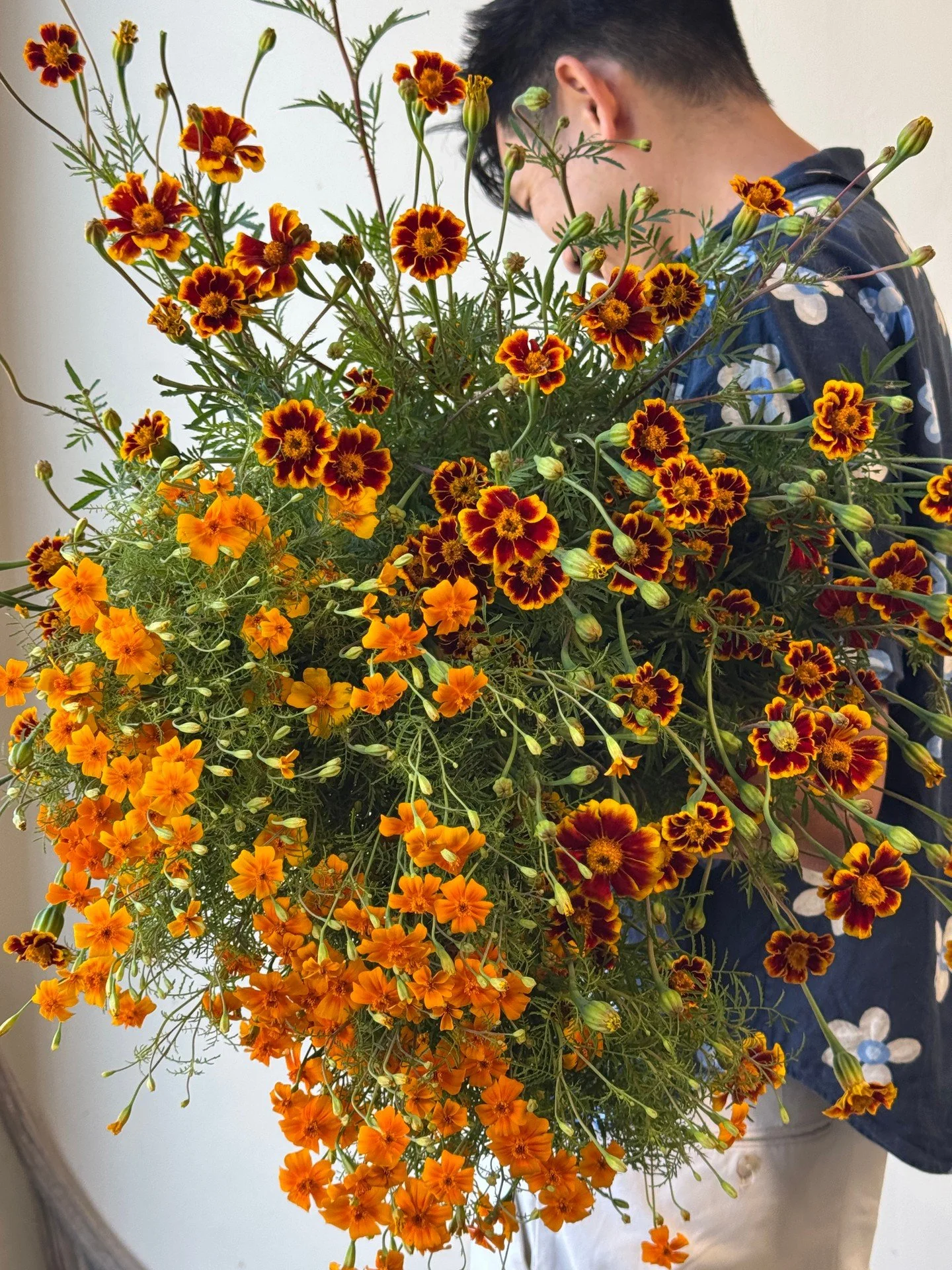One of our favorites with some of our favorites. Thanks @lambertfloralstudio for ordering from us every week! 

TAGETES patula Frances's Choice and TAGETES tenuifolia Star Fire @starsightfarm