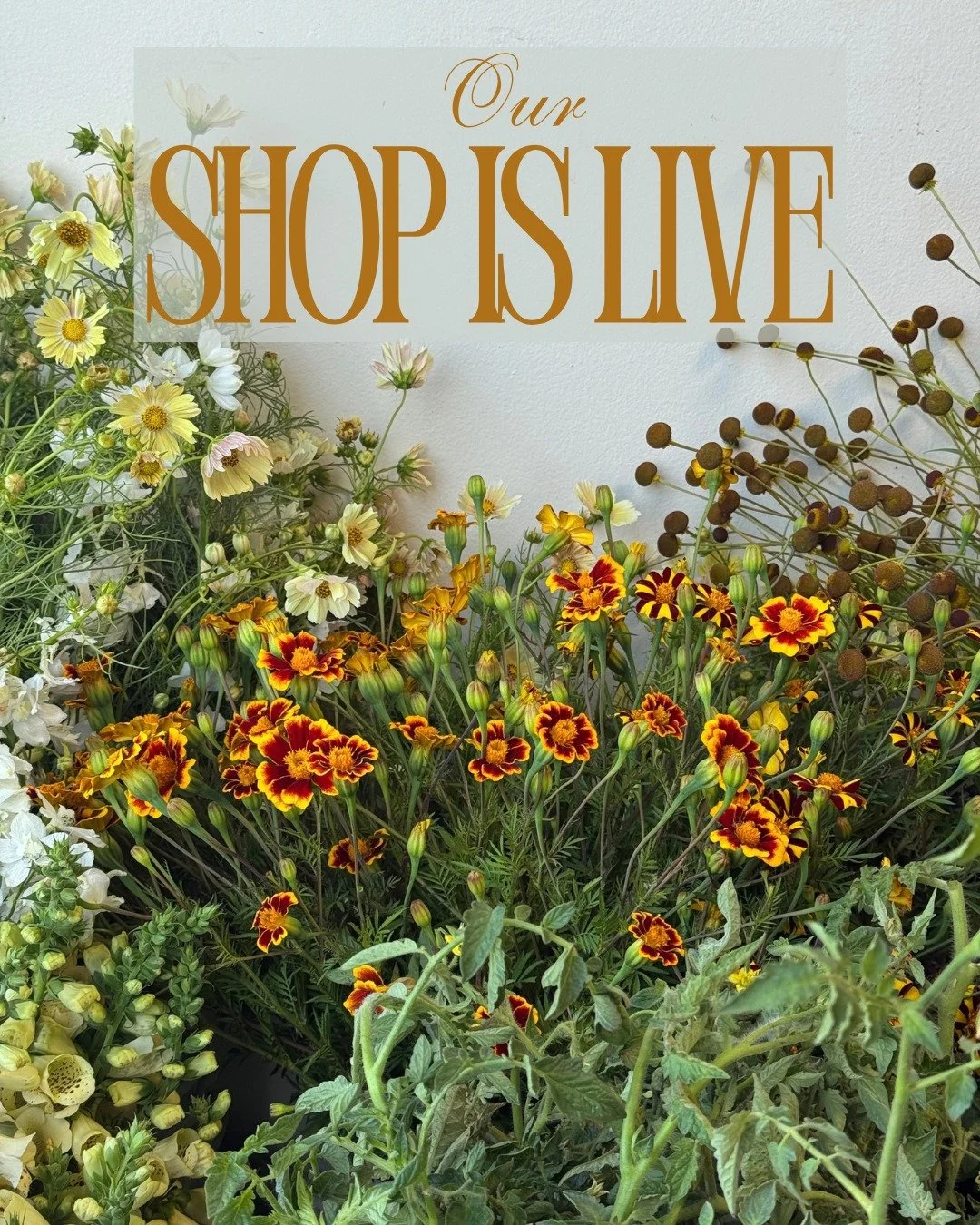 Our shop is live!