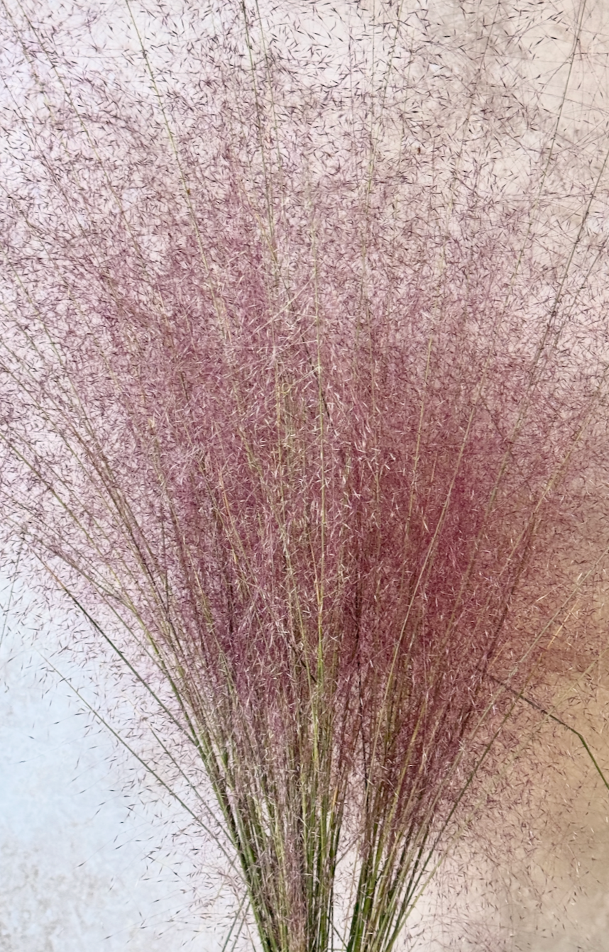 MUHLENBERGIA capillaris Pink Muhly Grass (5 bunches shown here)