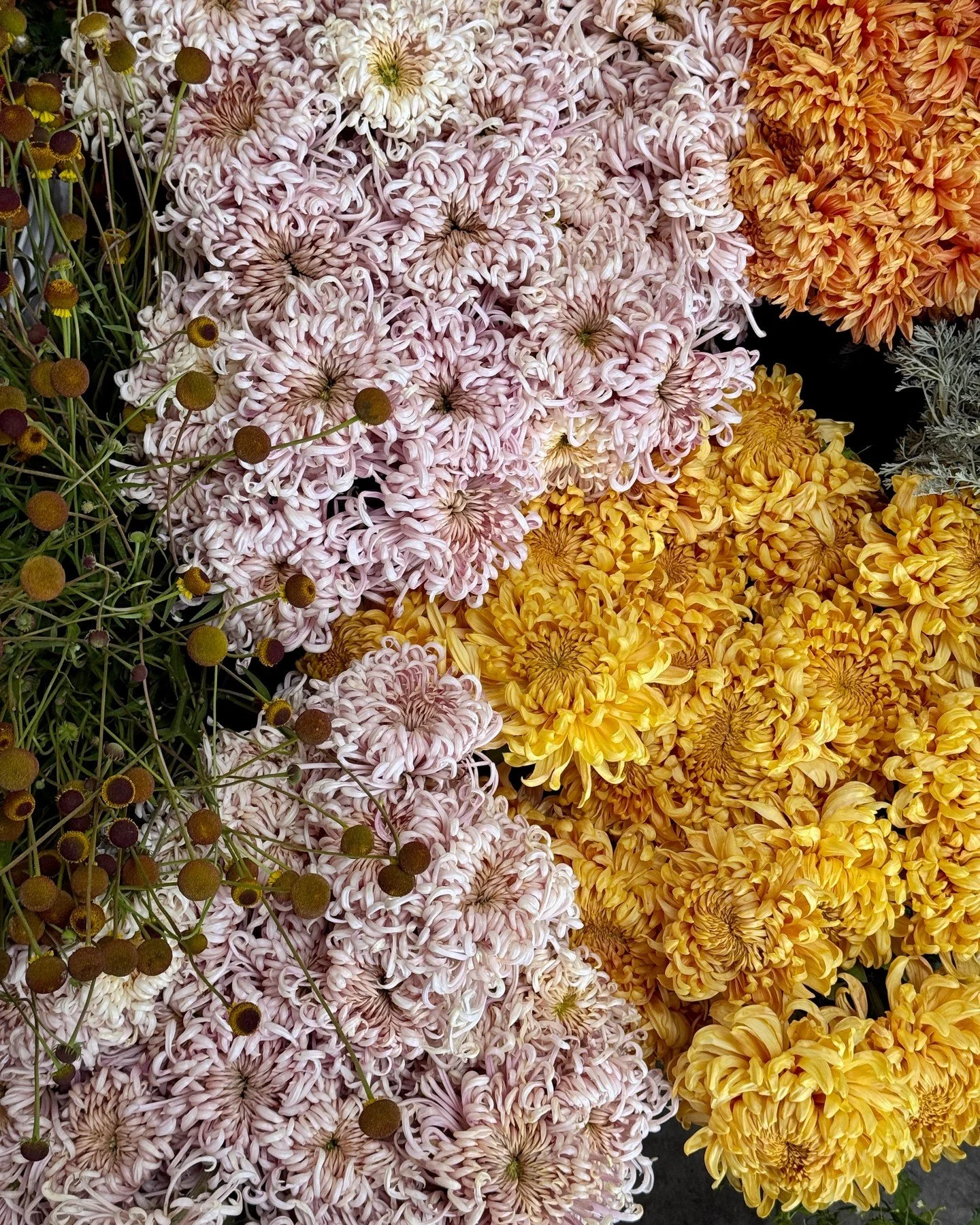 Your October orders are looking a little something like this <3

CHRYSANTHEMUM x Satin Ribbon and Cheerleader - @mockingbirdflora 
HELENIUM puberulum Autumn Lollipop - @starsightfarm 
ARTEMISIA absinthium - @alcott_botanicals