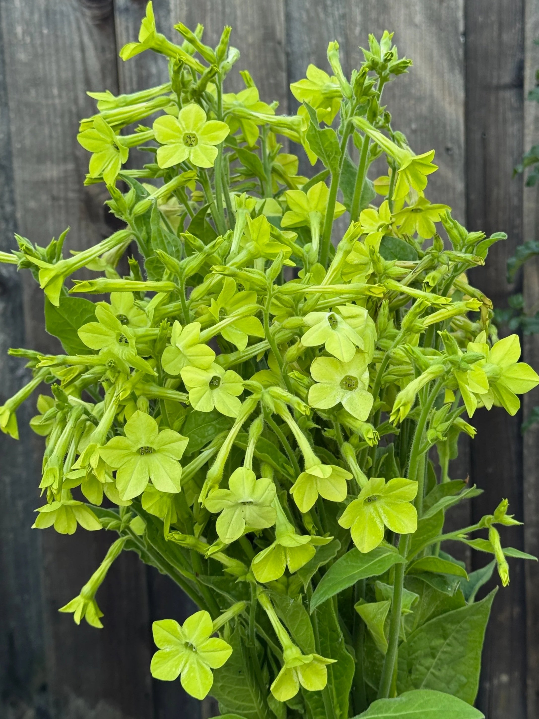 NICOTIANA alata Lime Green