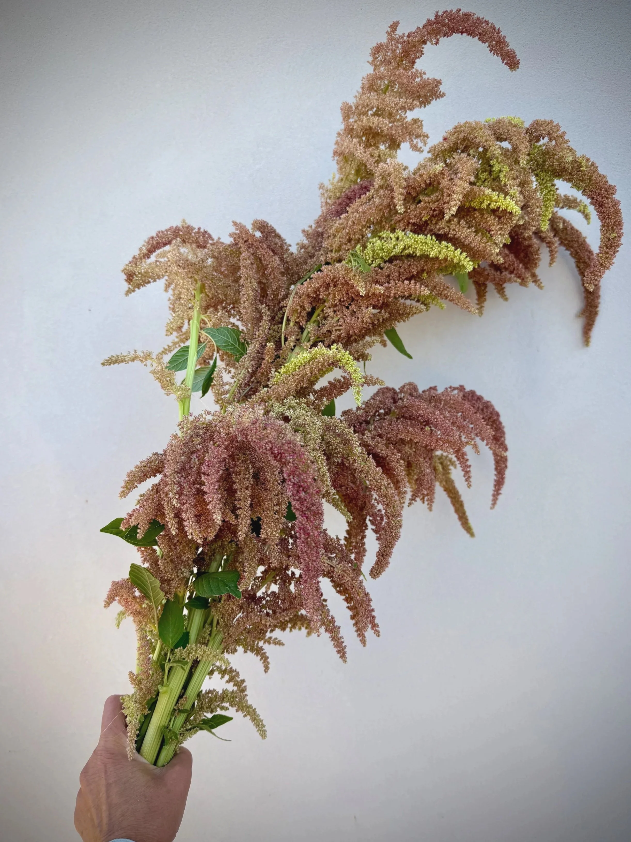 AMARANTHUS cruentus Rose Gold Mix