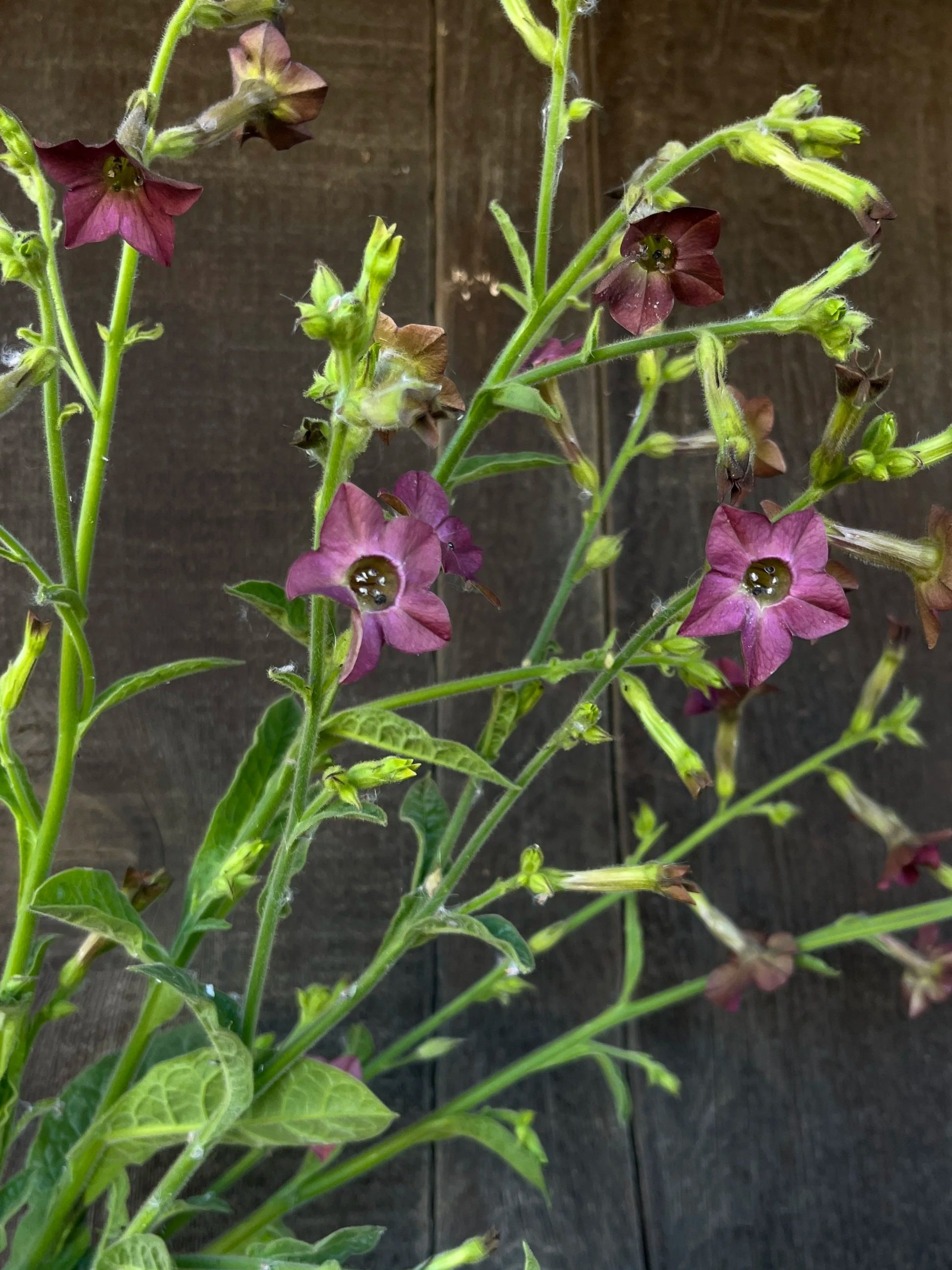 NICOTIANA x Hot Chocolate