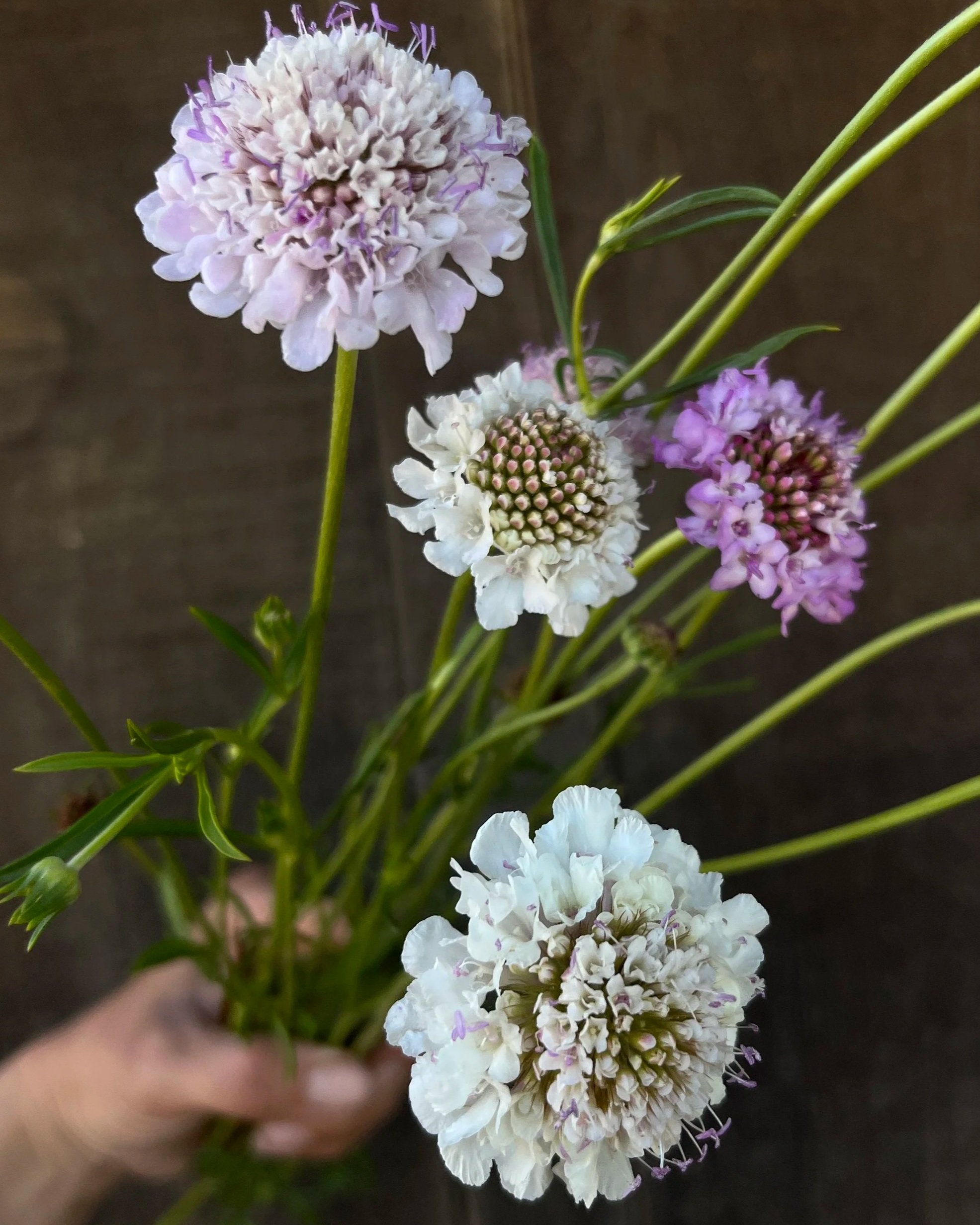 SCABIOSA atropurpurea Misty Mountain Mix