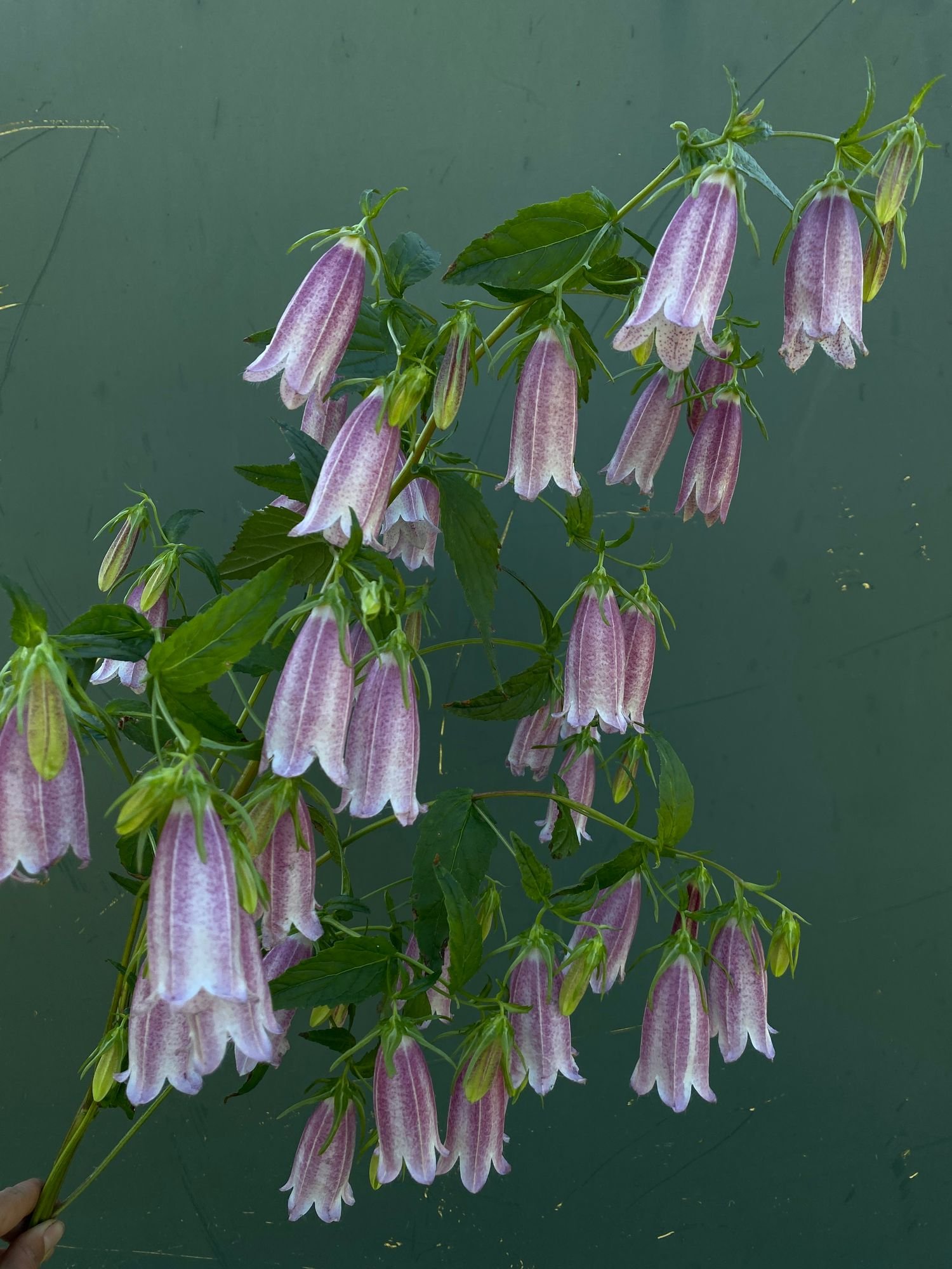 CAMPANULA takesimana