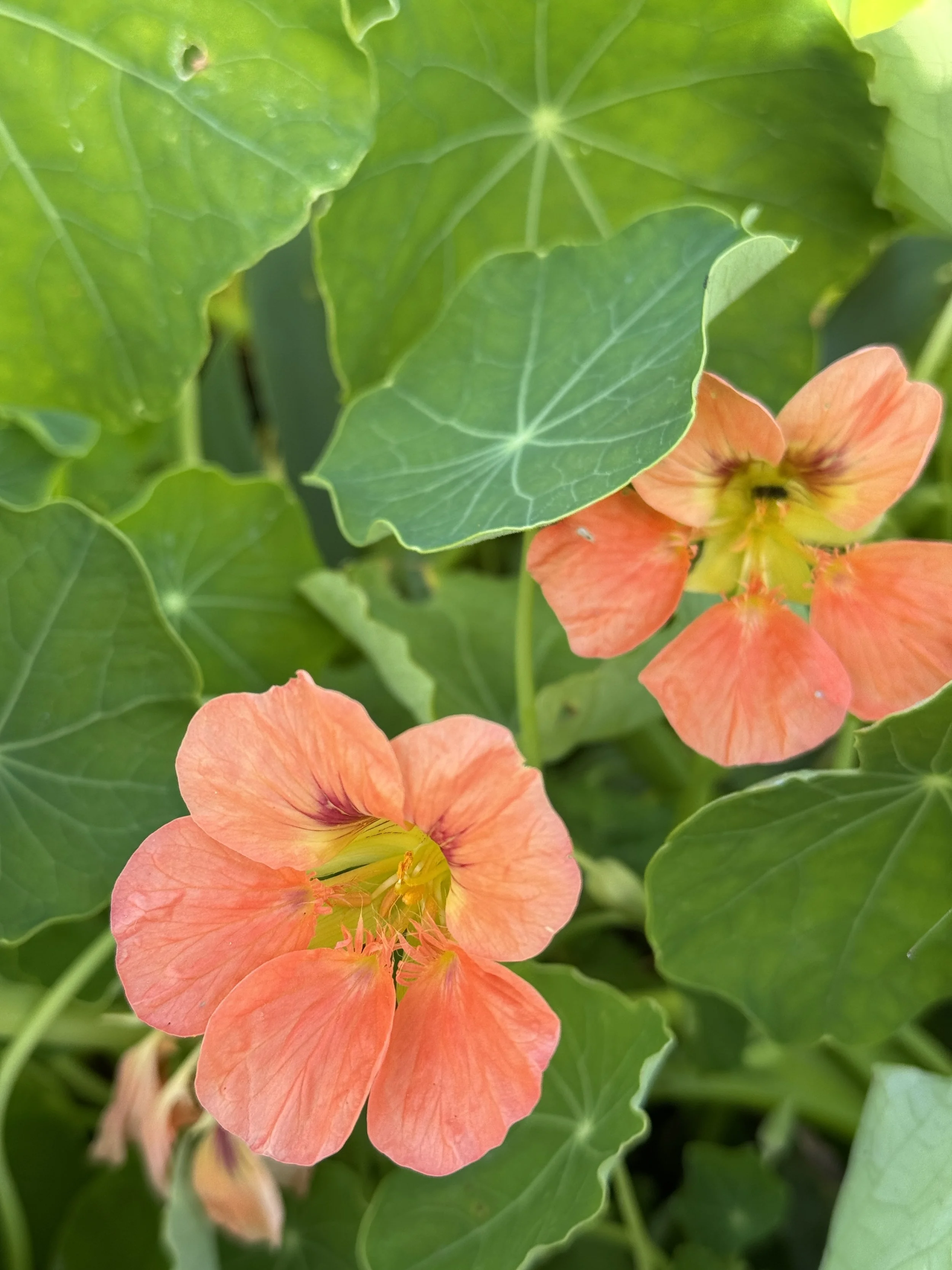 TROPAEOLUM majus Salmon Baby