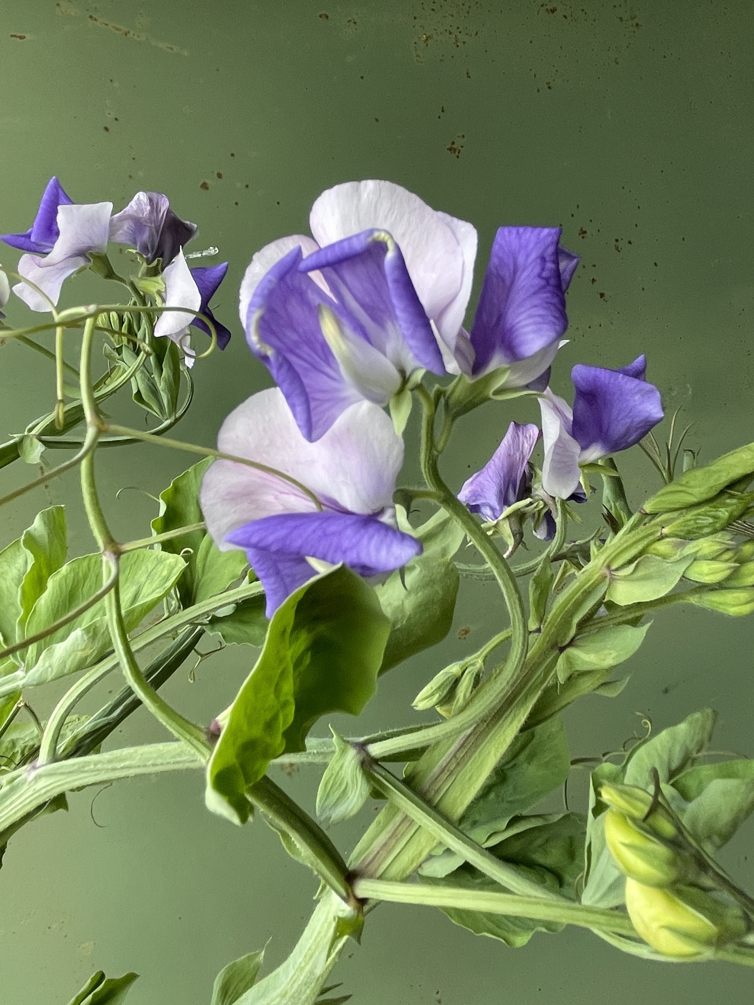 Sweet Pea 'Erewhon' $14 bu