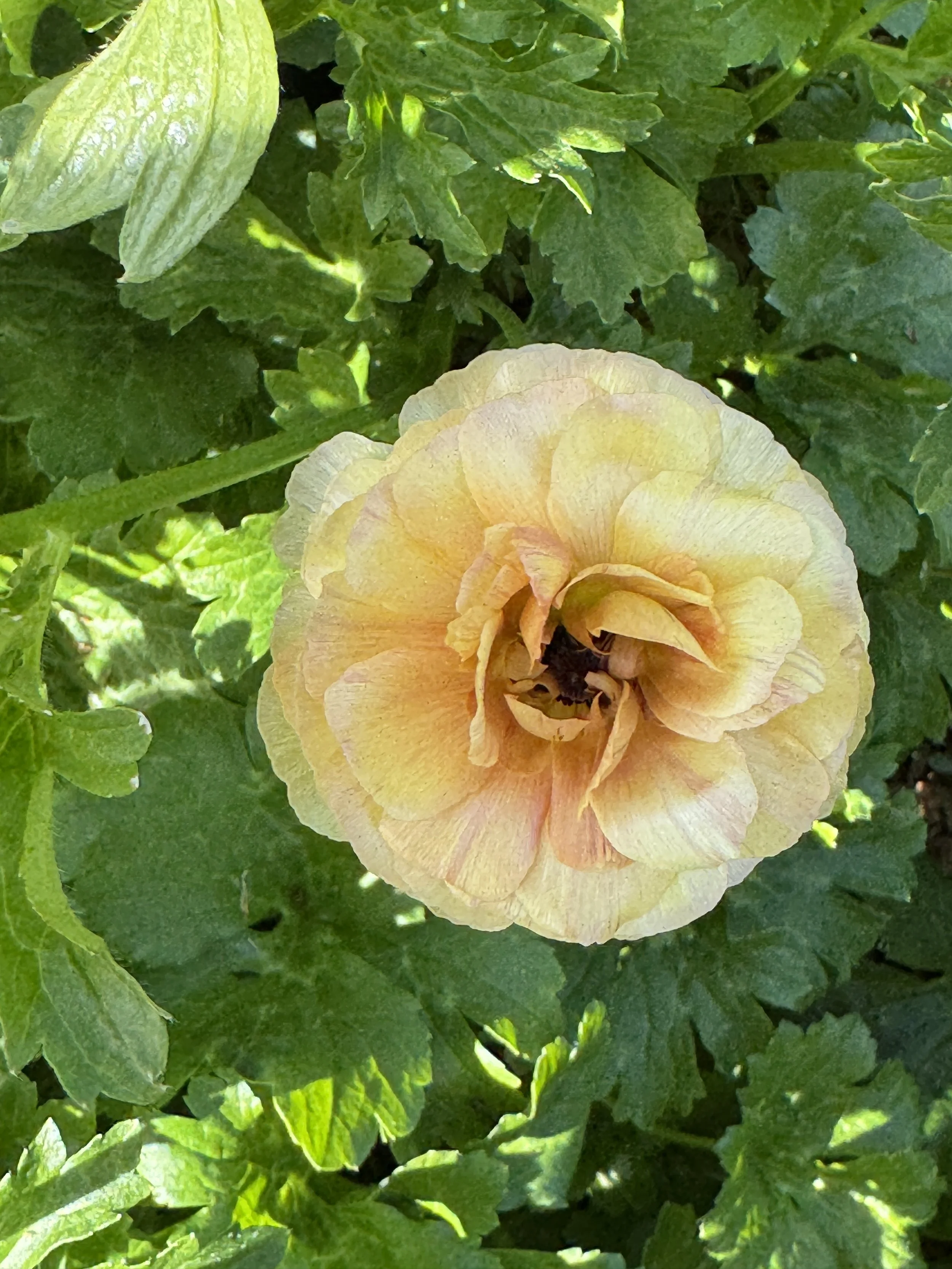 RANUNCULUS Butterfly Vestalis