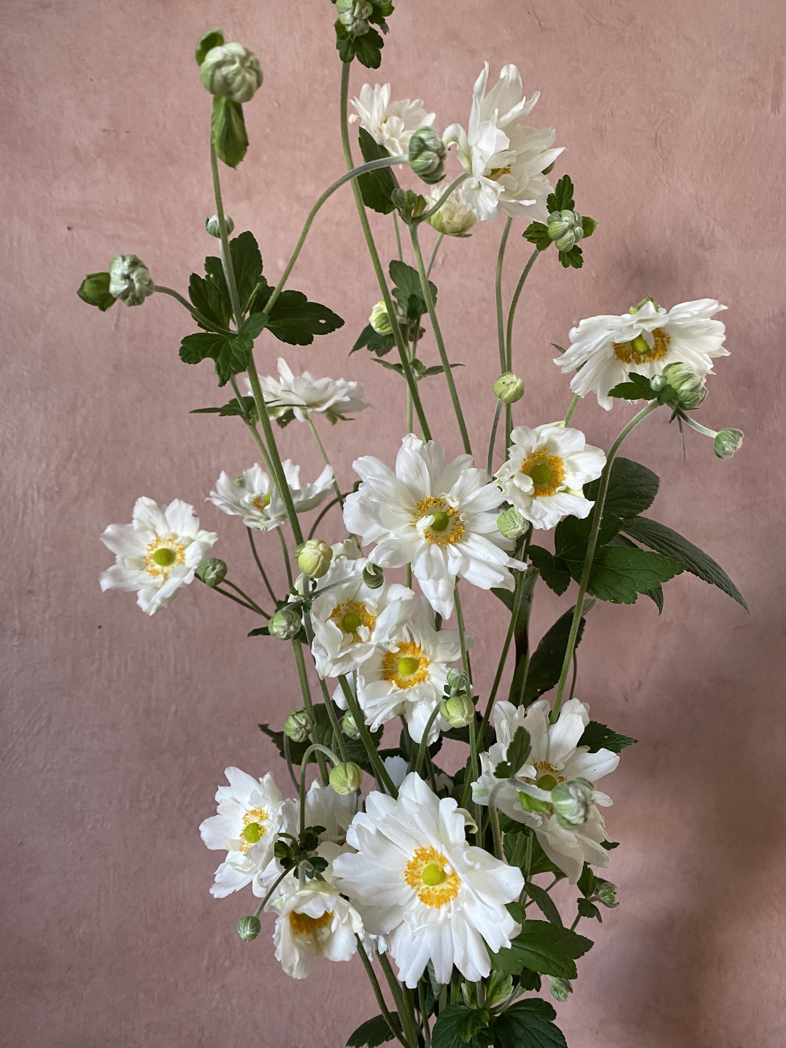 Japanese Anemone