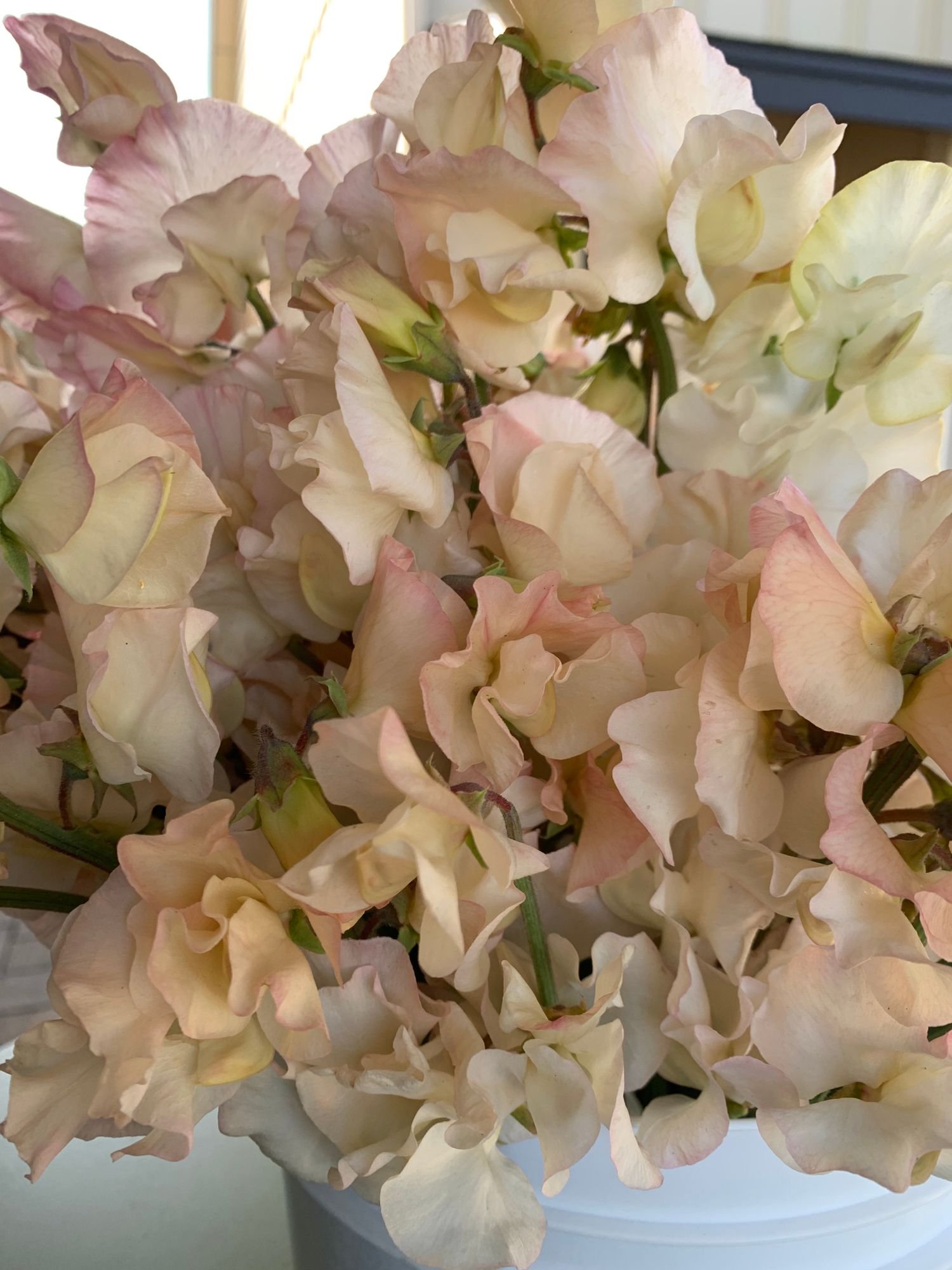 LATHYRUS odoratus Bix