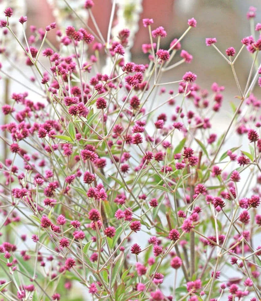 Gomphrena decumbens